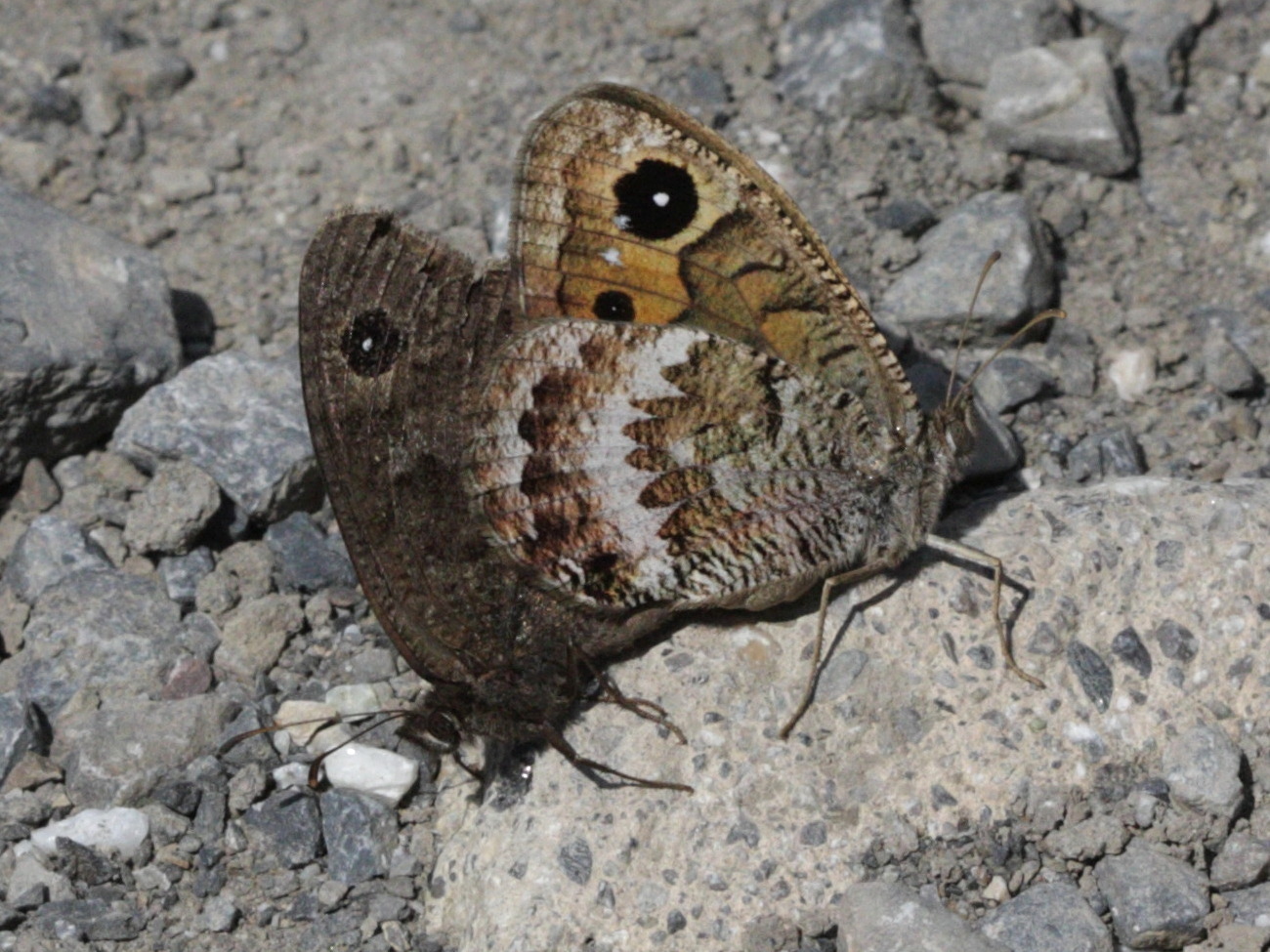 arethusana_arethusa3bd