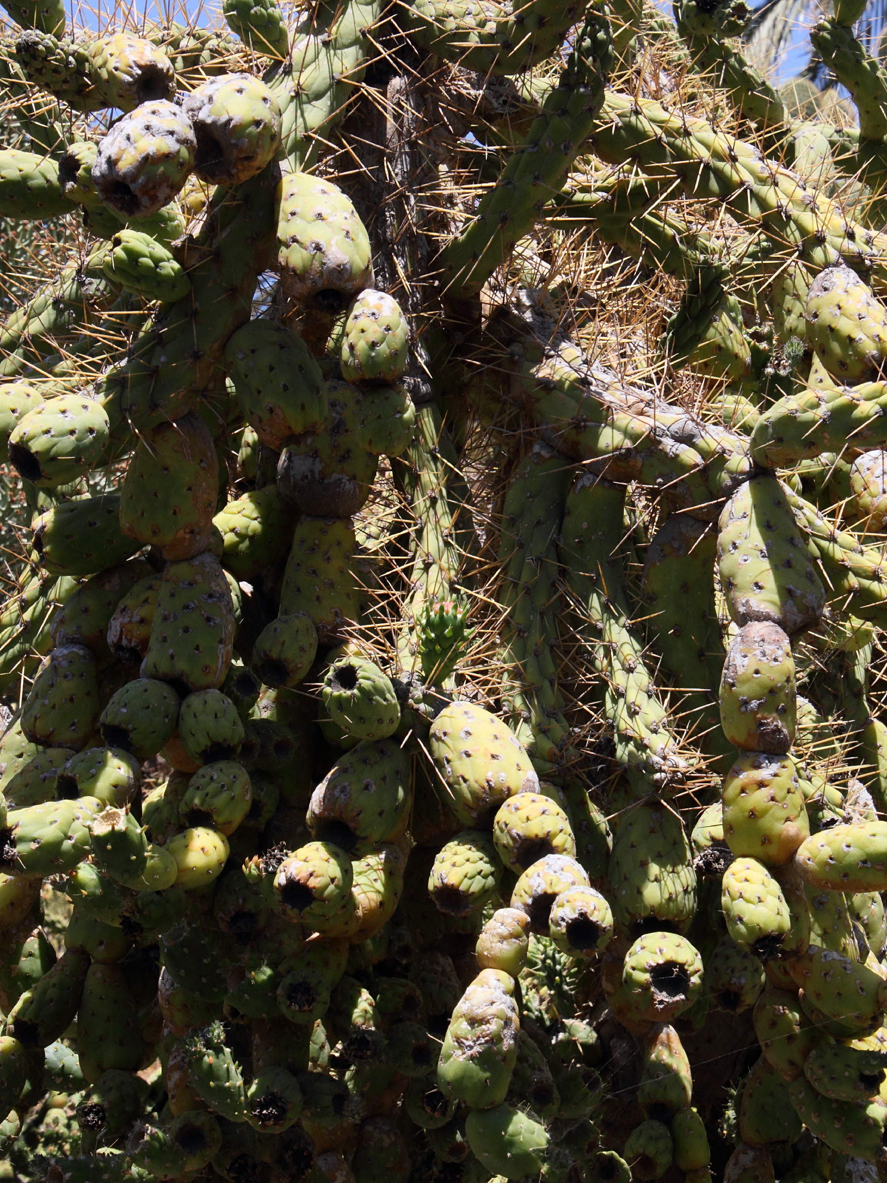 austrocylindropuntia_cylindrica6md