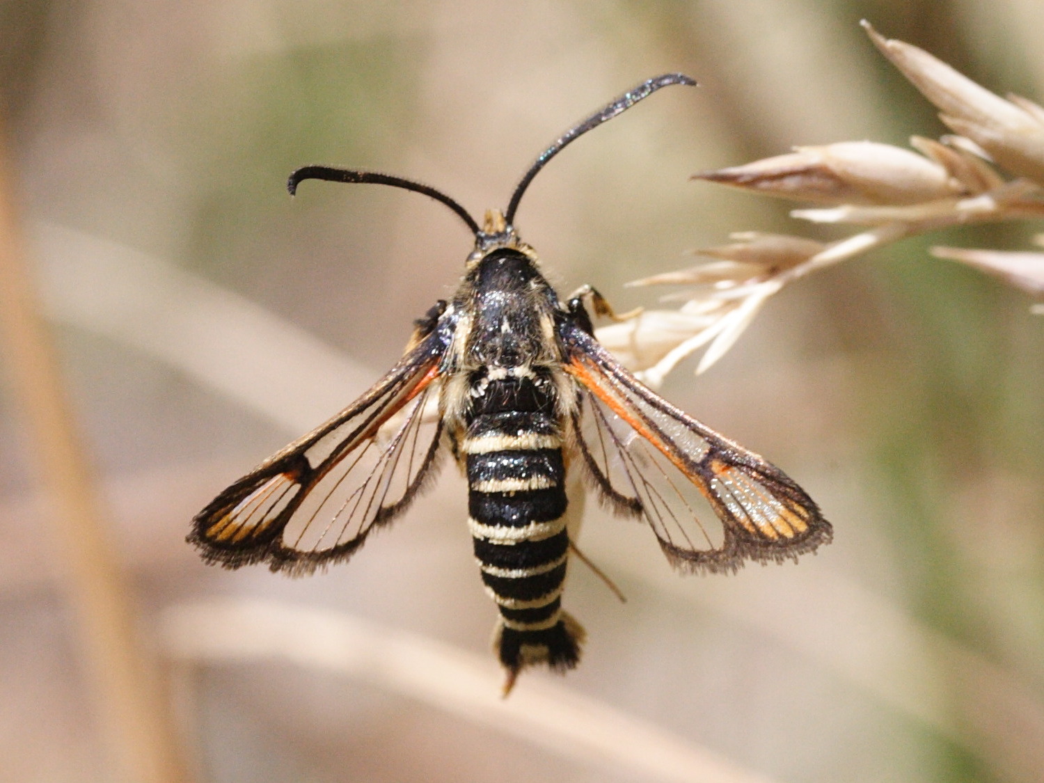 bembecia_ichneumoniformis1md