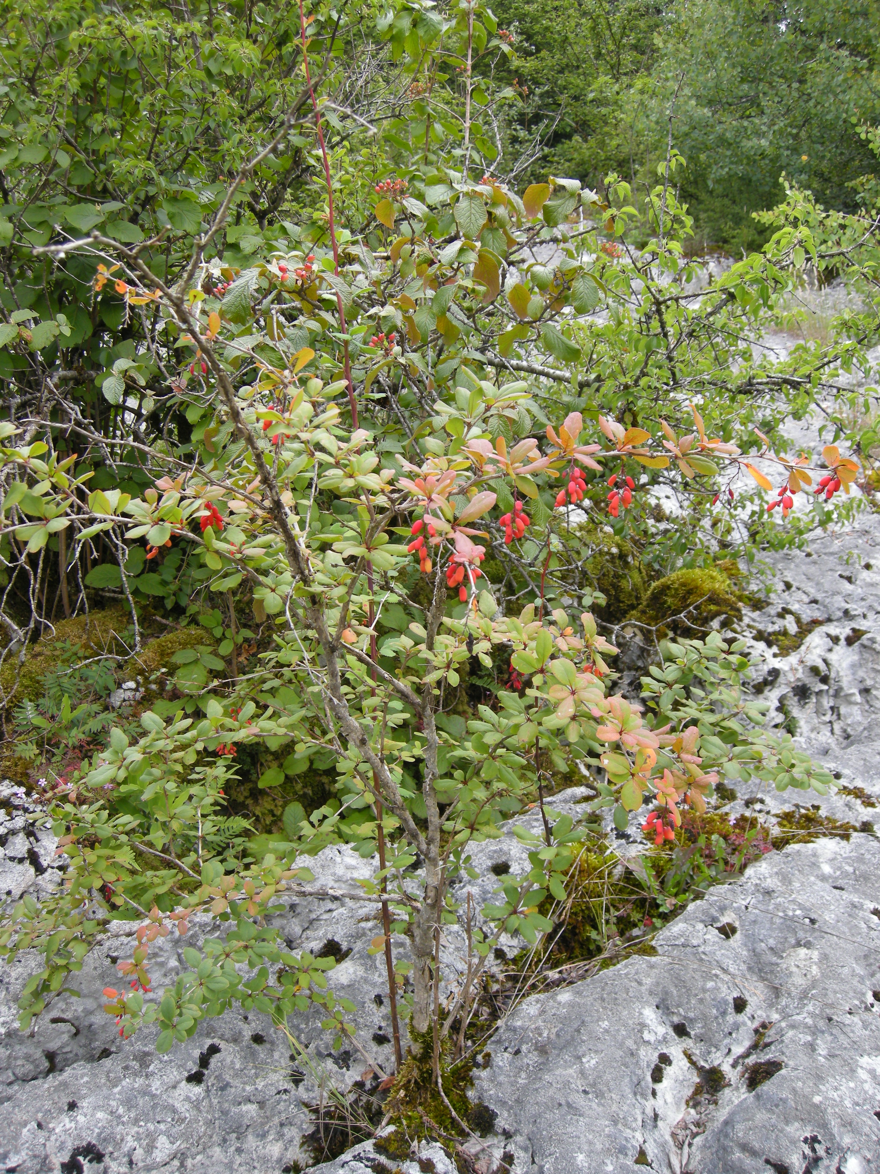 berberis_vulgaris7md