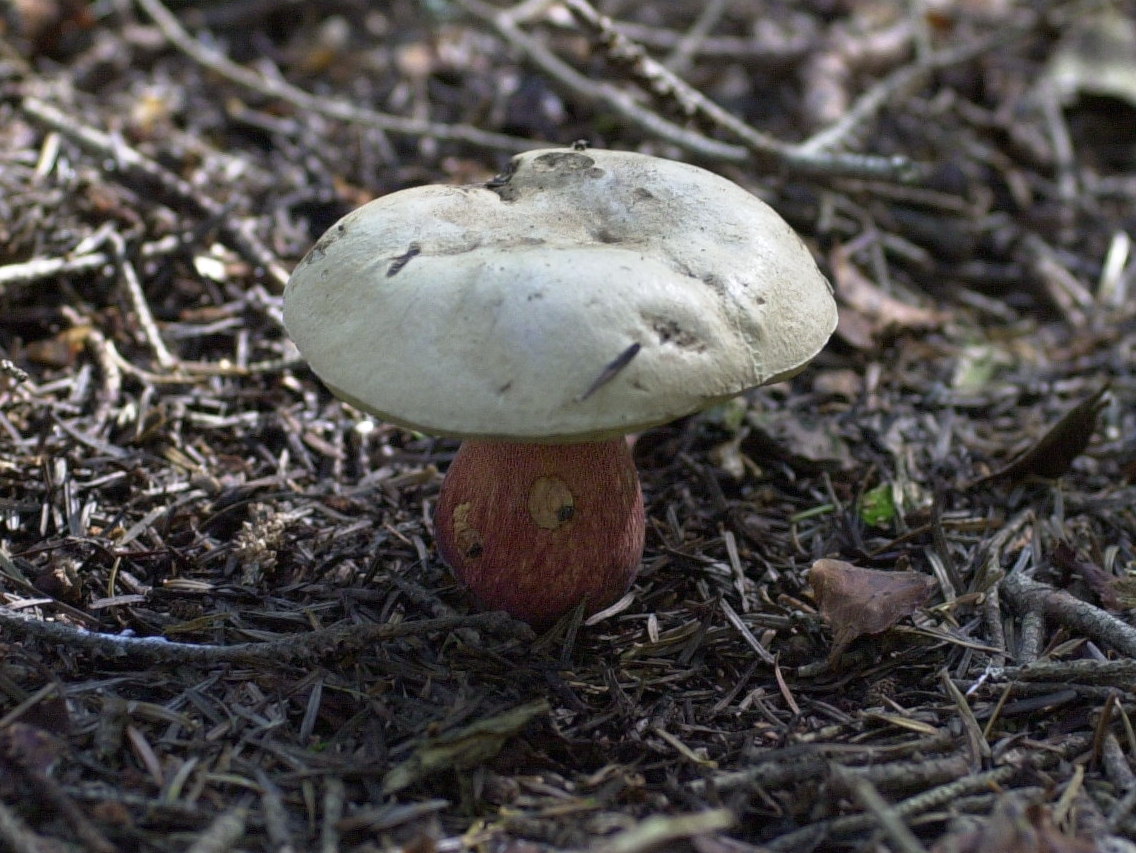 boletus_satanas3md