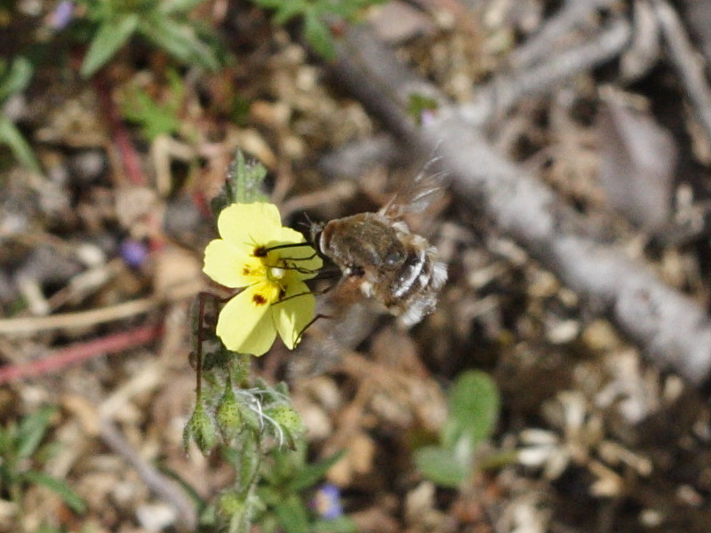 bombylius_cruciatus2md