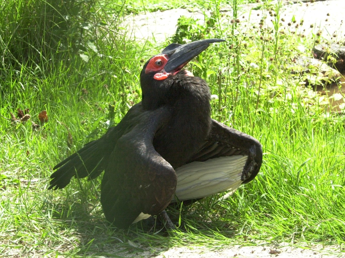 Afficher le média bucorve_du_sud_-_bucorvus_leadbeateri1md bucorve_du_sud_-_bucorvus_leadbeateri1md