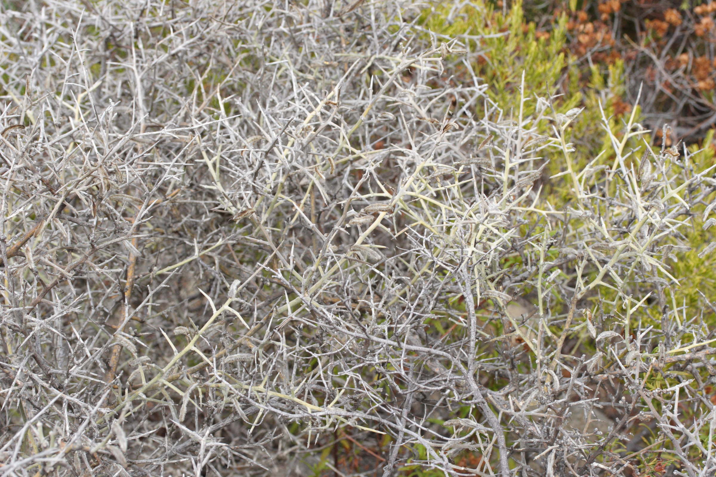 calicotome_villosa3md