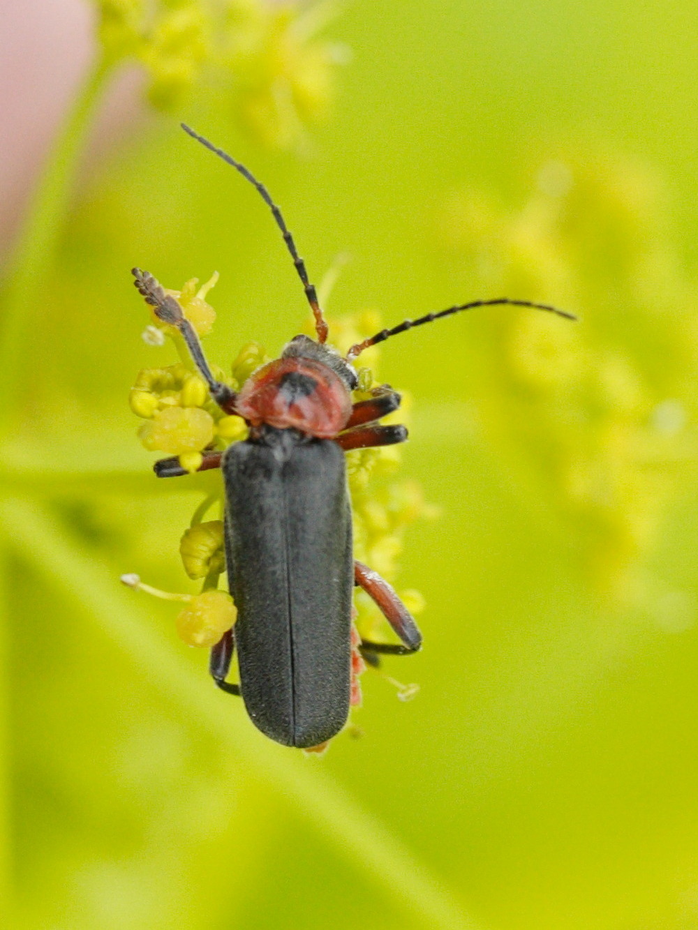 cantharis_rustica3md