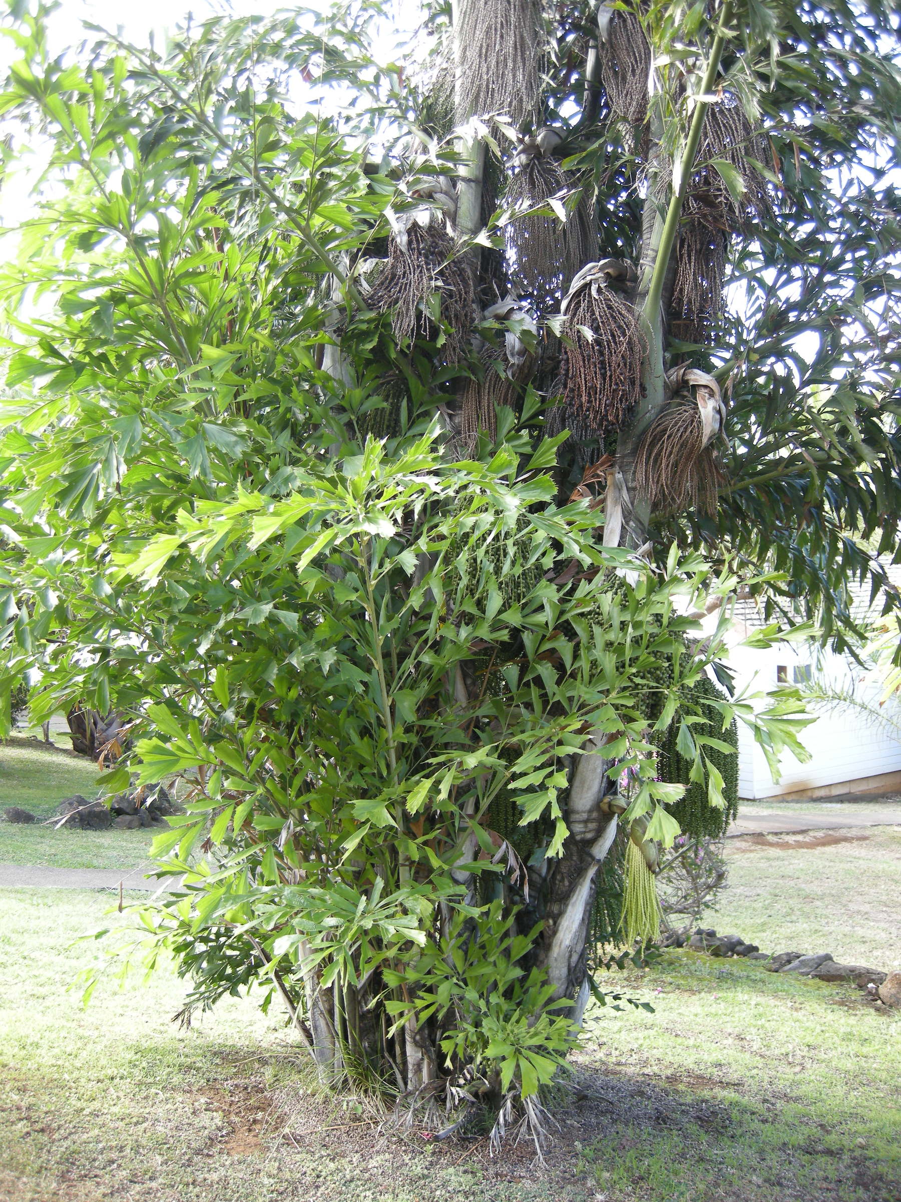 caryota_mitis4md