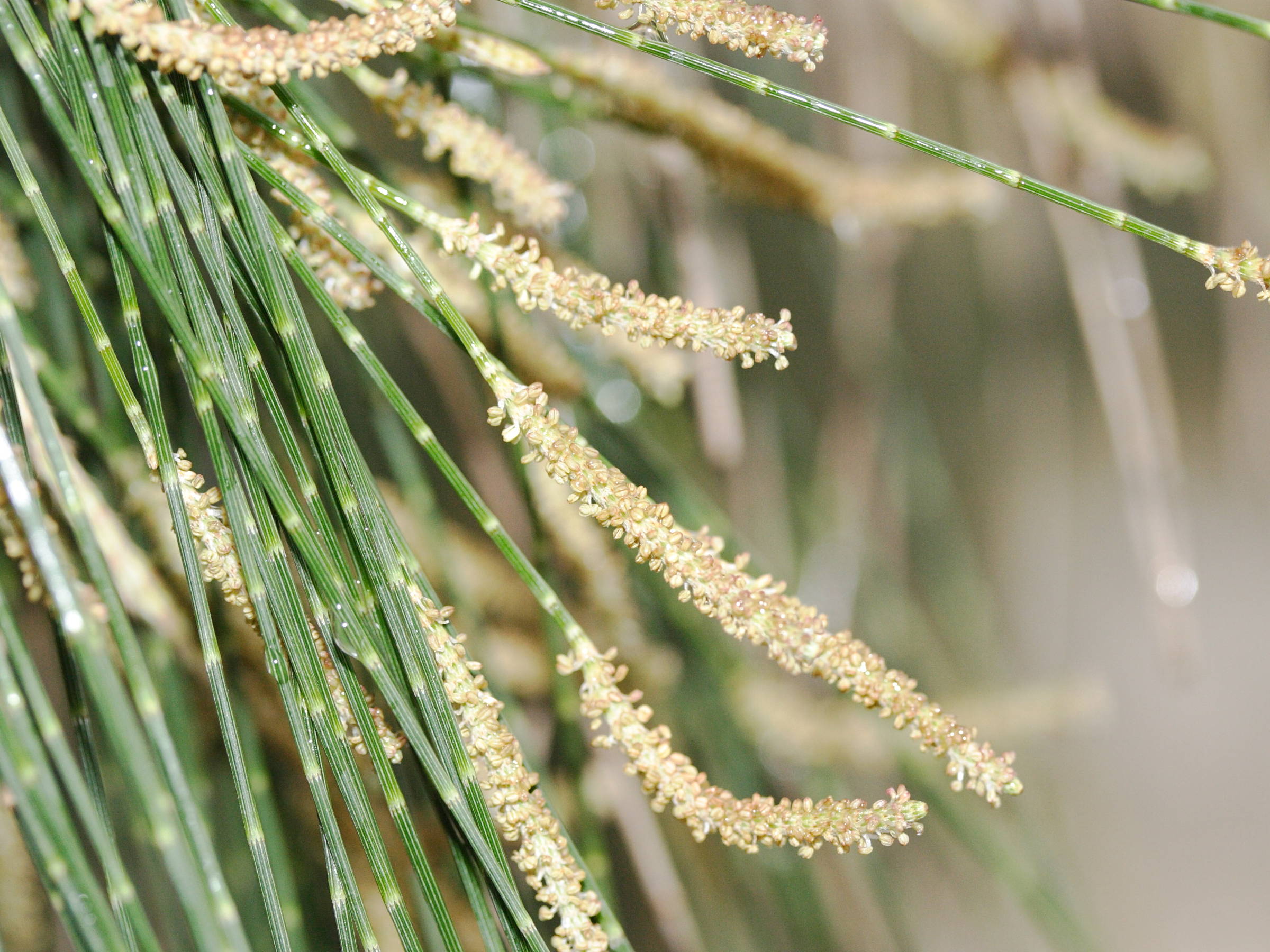 Afficher le média casuarina_cunninghamiana1md casuarina_cunninghamiana1md