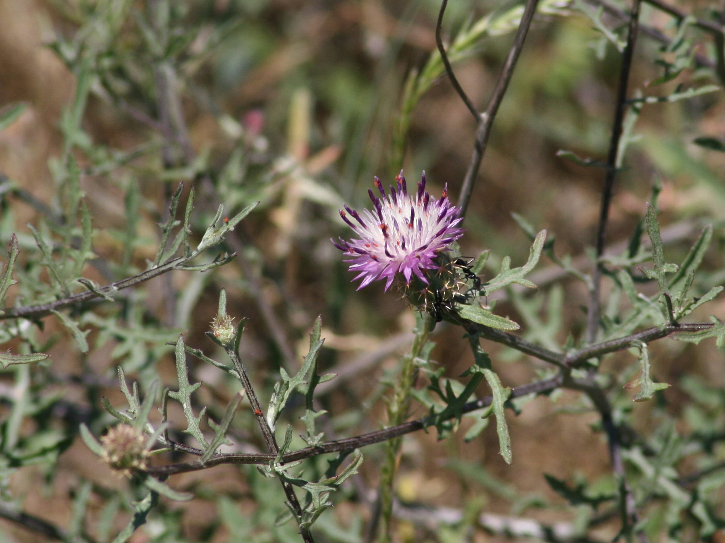 Afficher le média centaurea_aspera2md centaurea_aspera2md