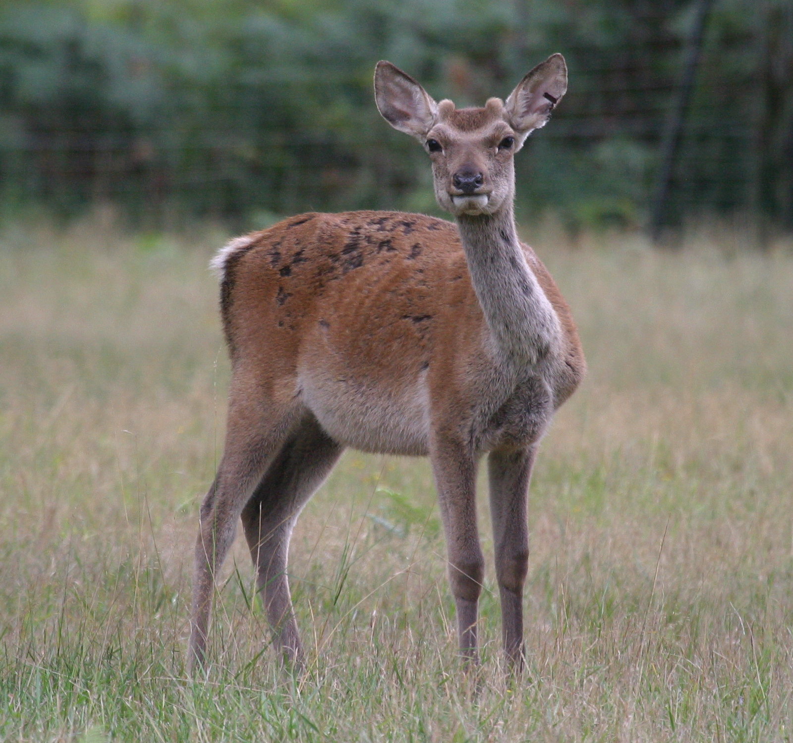 cervus_elaphus_yarkandensis3bd