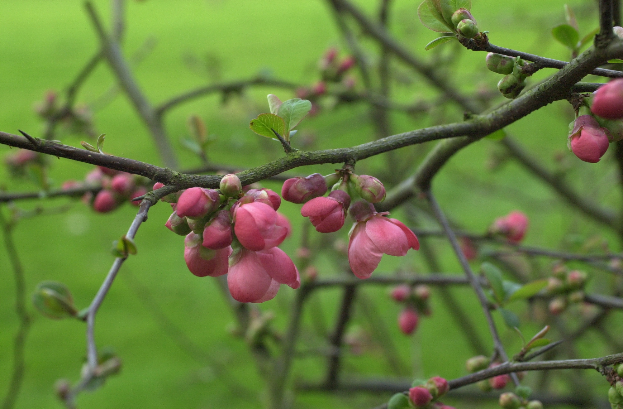 chaenomeles_japonica3md