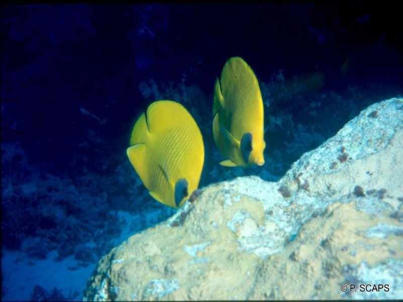 chaetodon_semilarvatus1ps