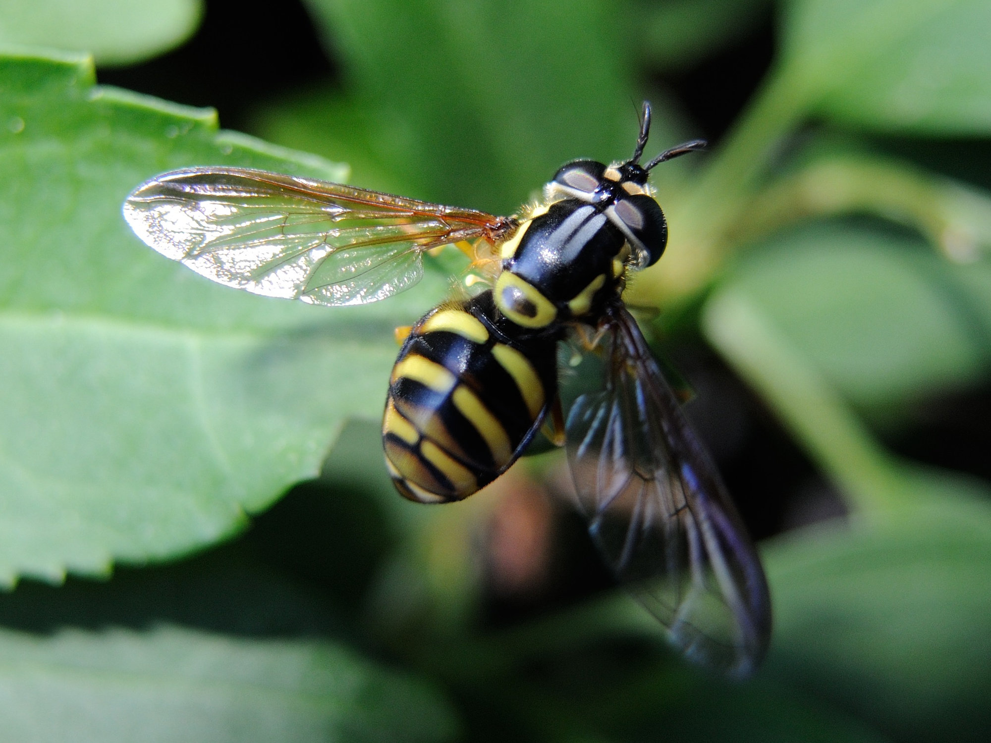 chrysotoxum_fasciolatum1md