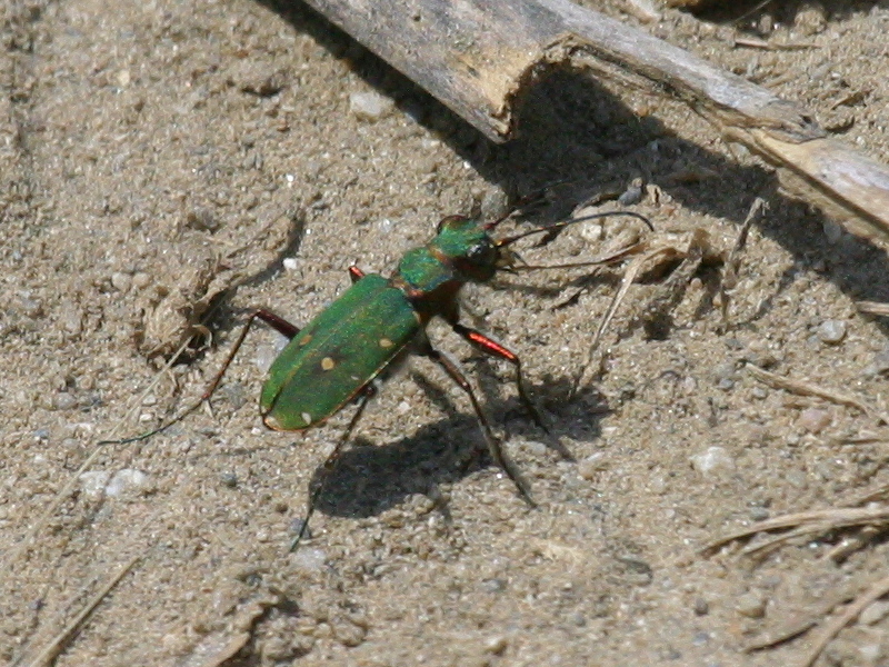 cicindela_campestris3bd