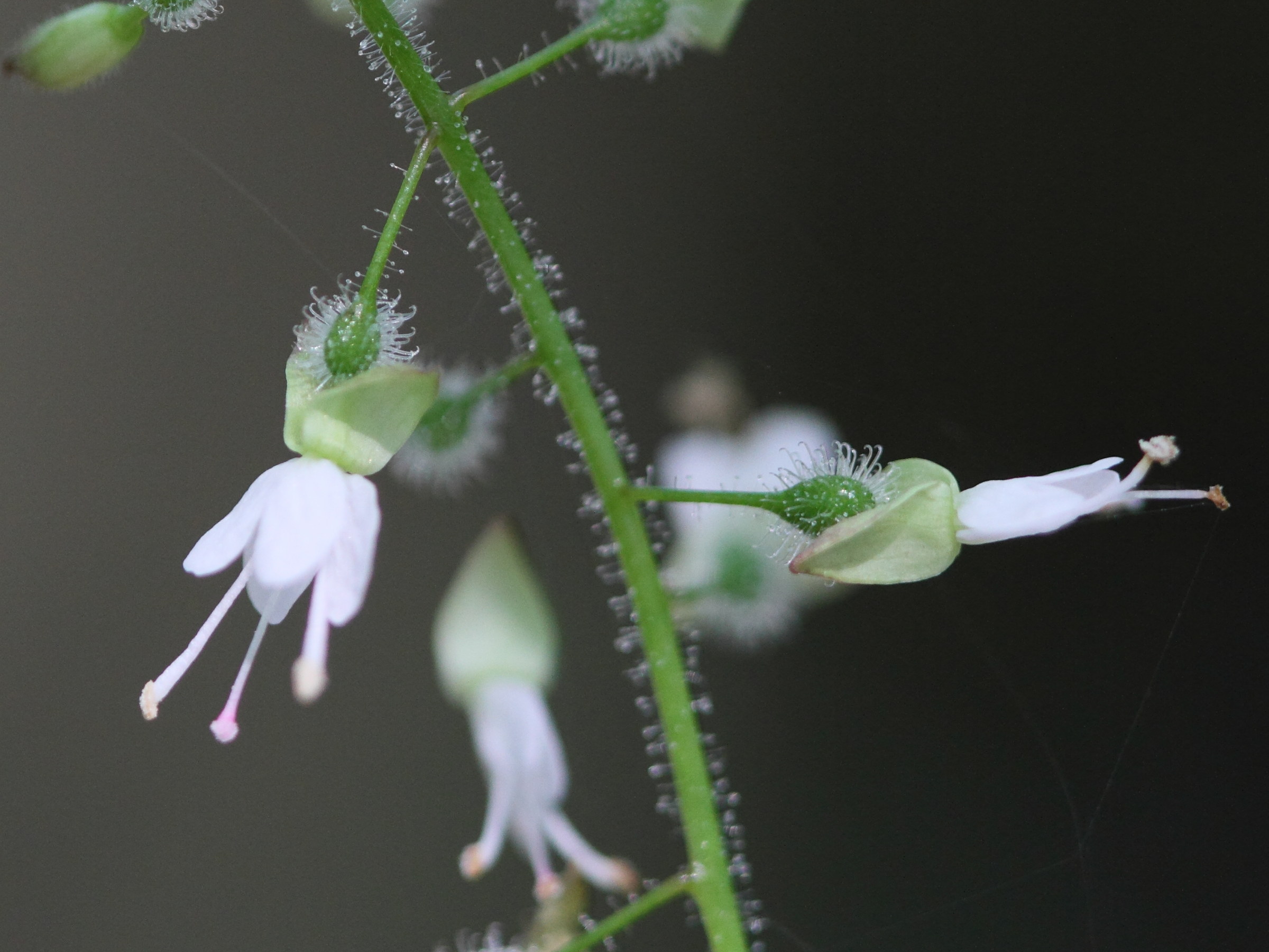 Afficher le média circaea_lutetiana4bd circaea_lutetiana4bd