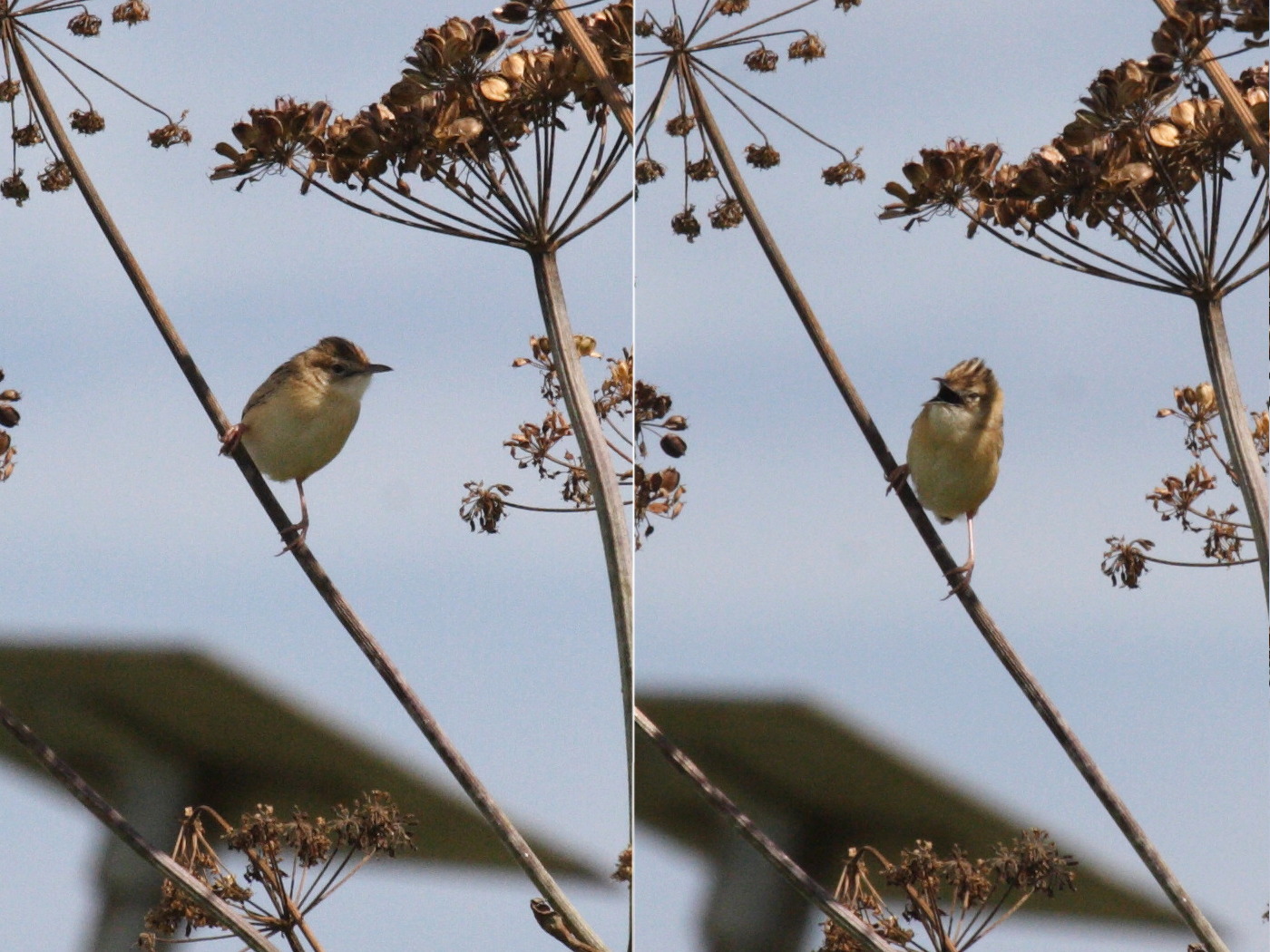 cisticole_des_joncs_-_cisticola_juncidis1md