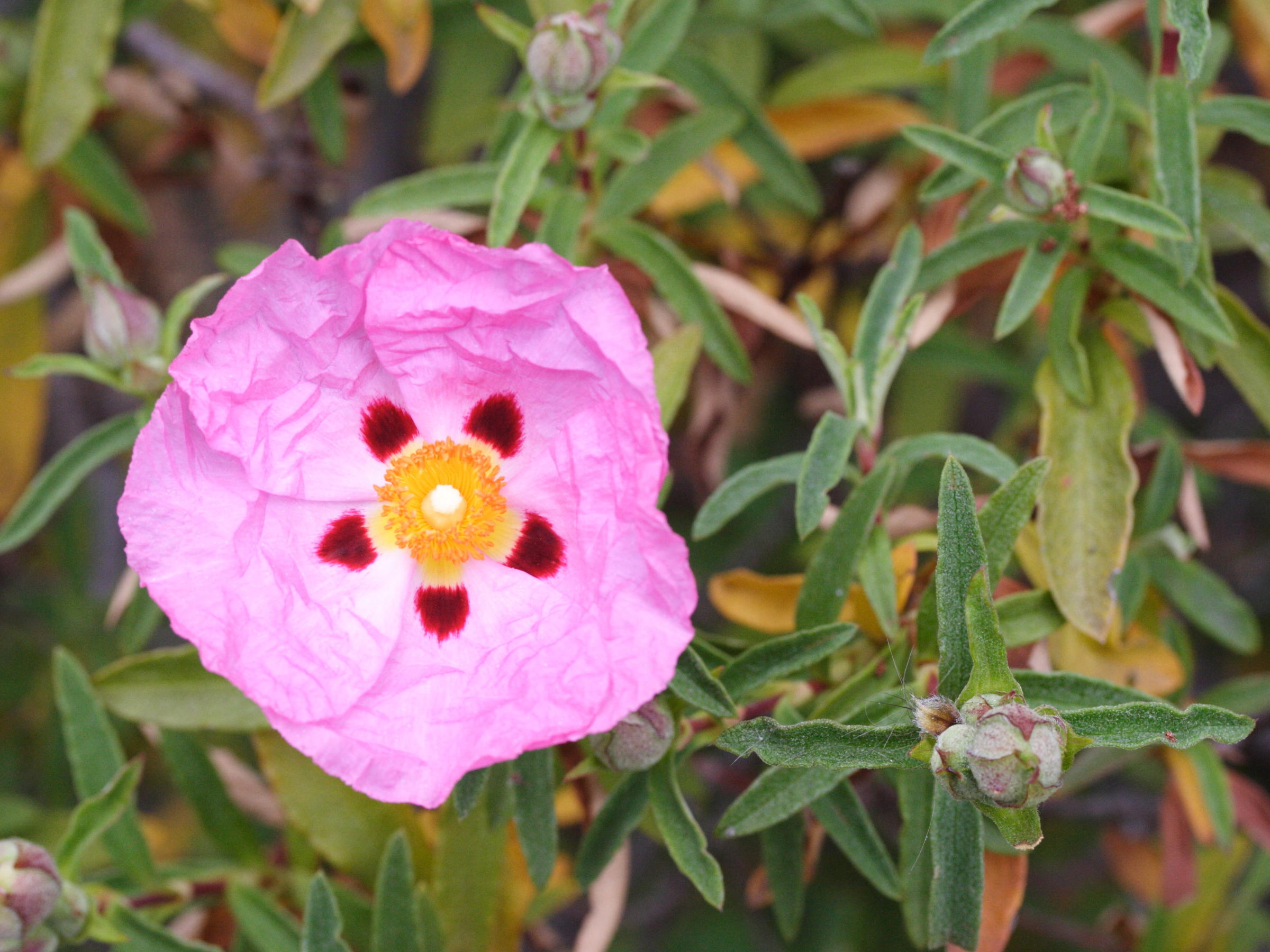 cistus_x_purpureus1md