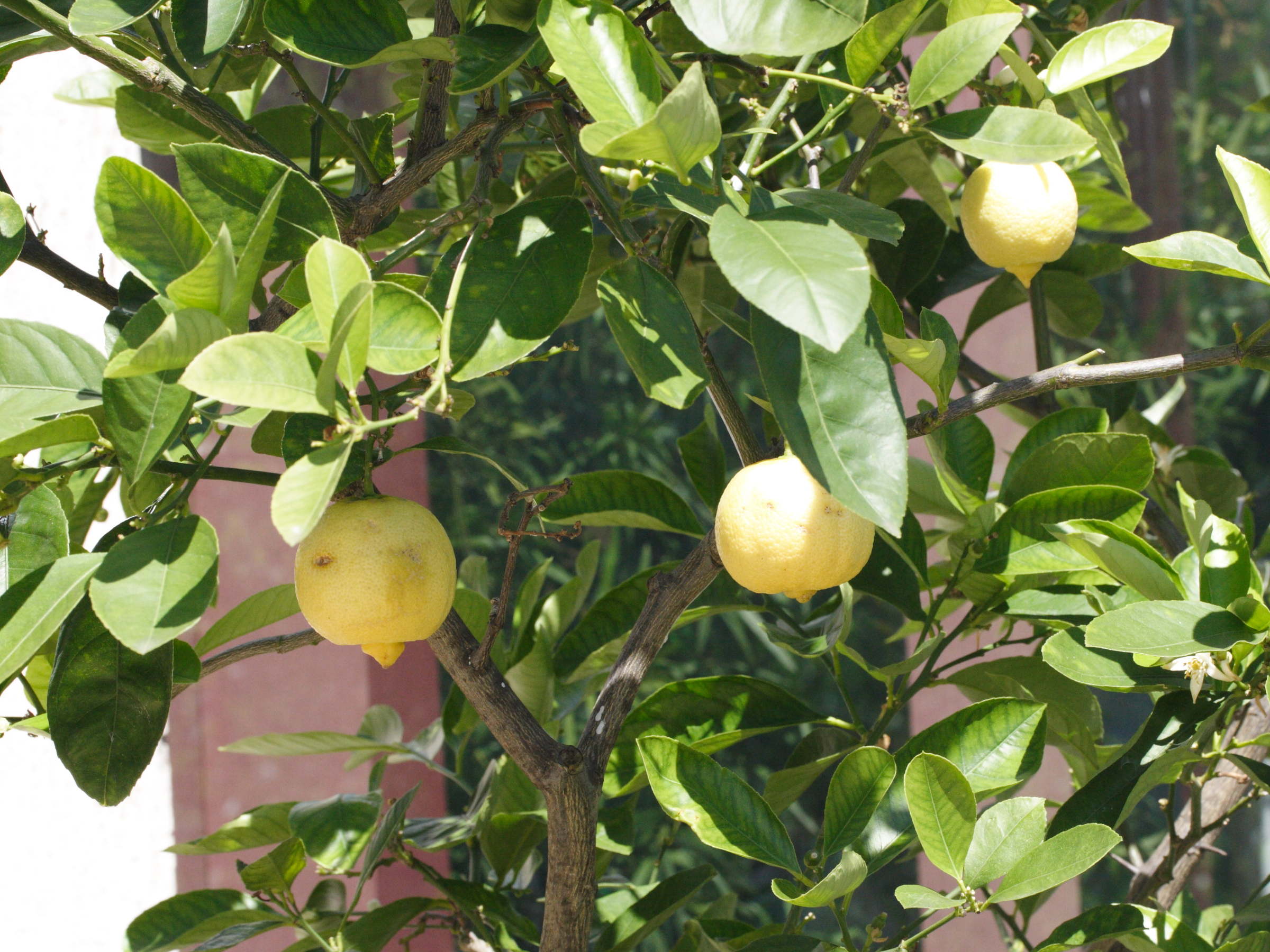 Afficher le média citrus_limetta3md citrus_limetta3md