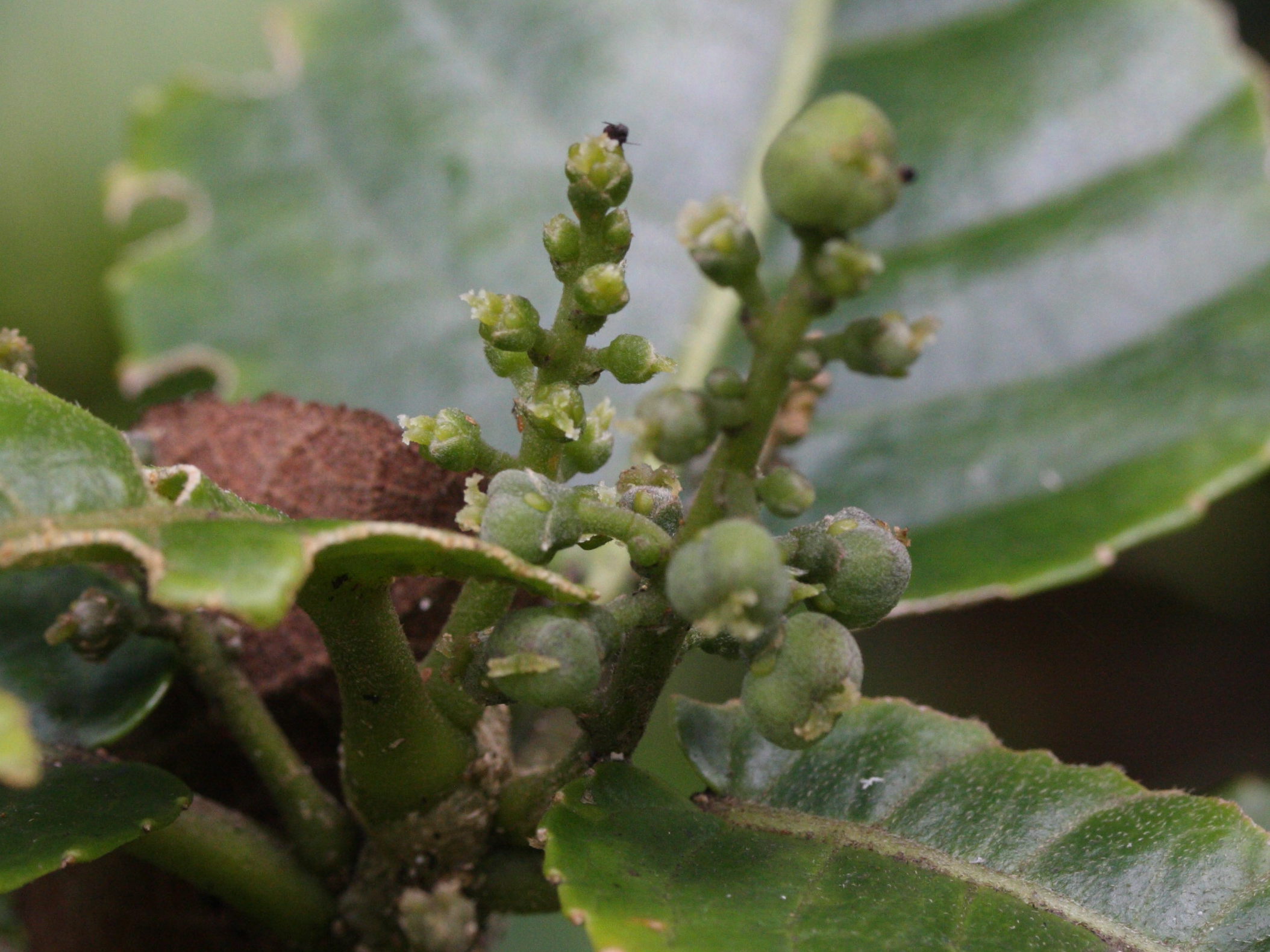 claoxylon_glandulosum4md