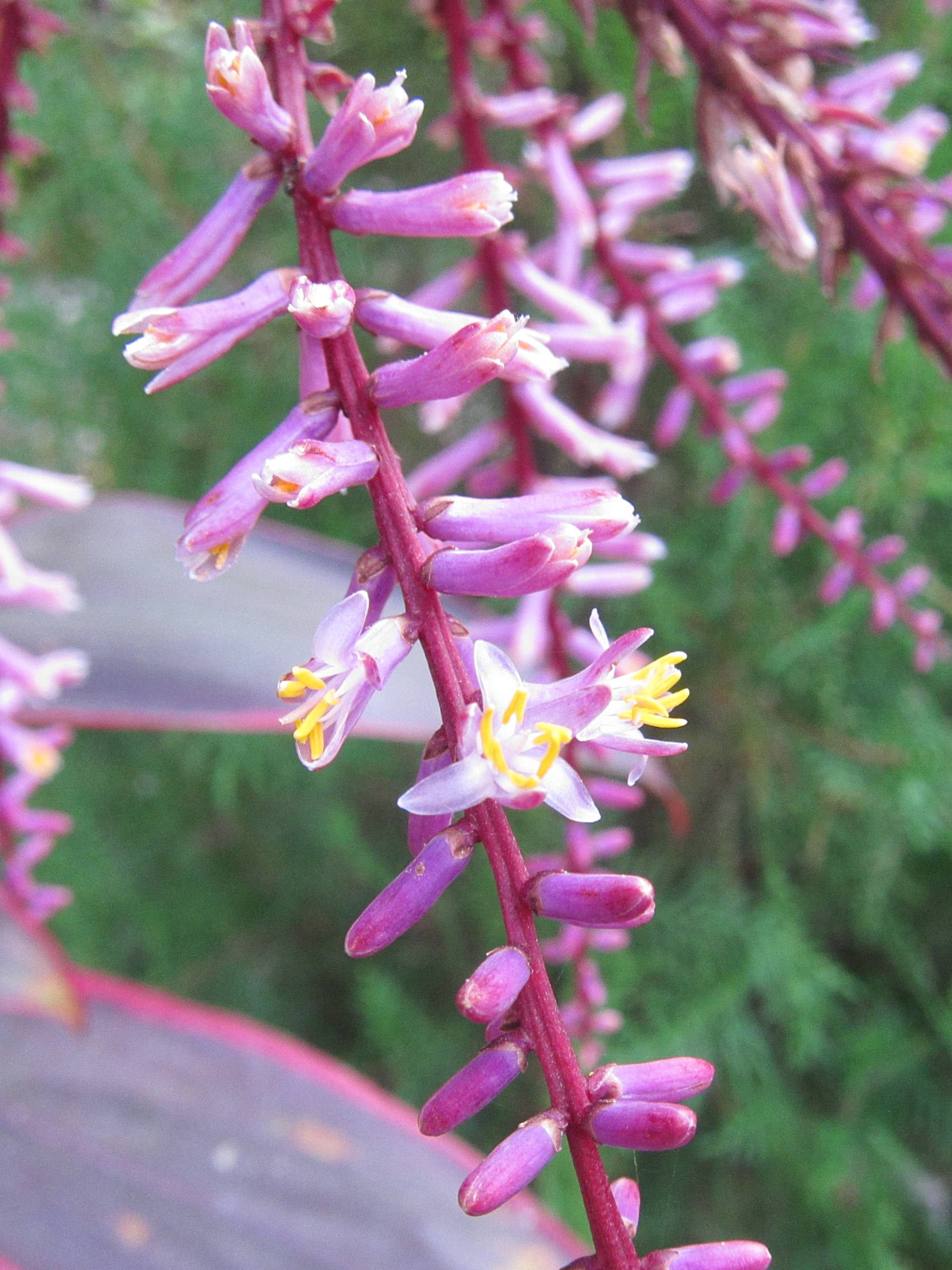 cordyline_fruticosa6bd