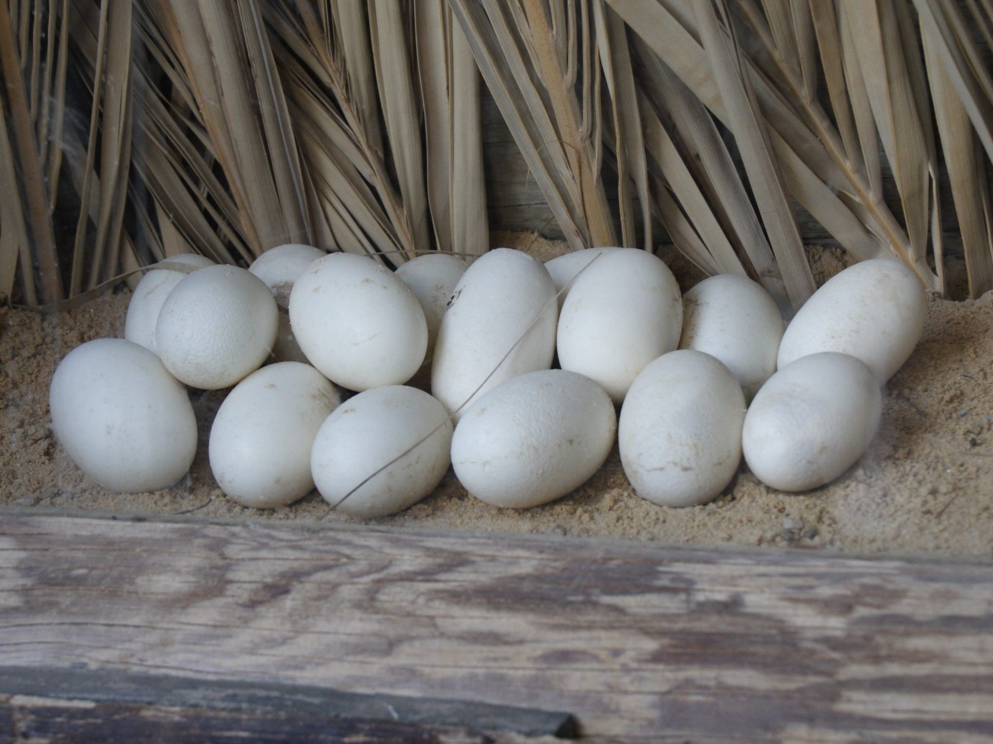 crocodylus_niloticus8bd