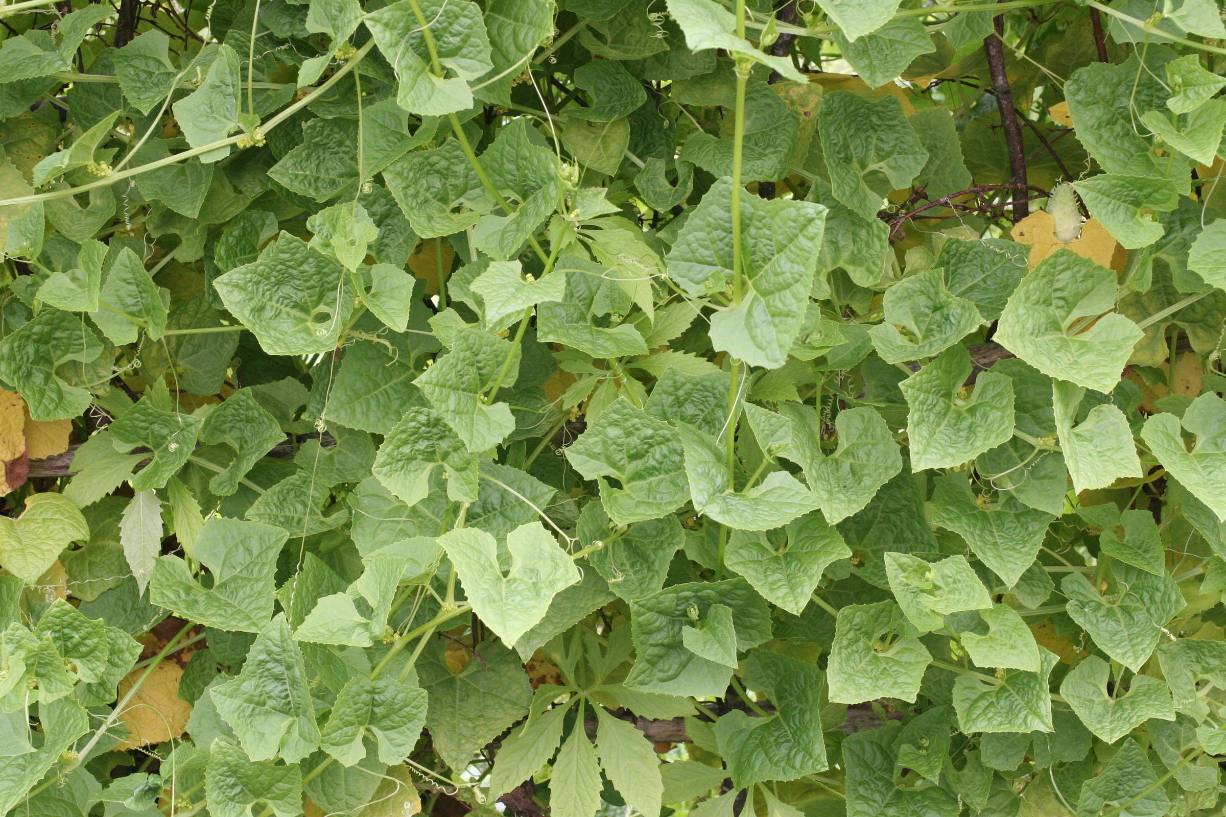 cyclanthera_explodens1md