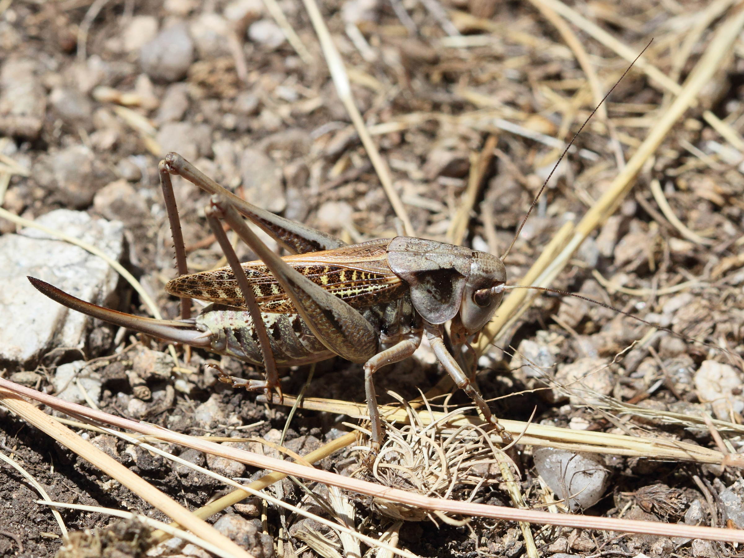 decticus_verrucivorus6md