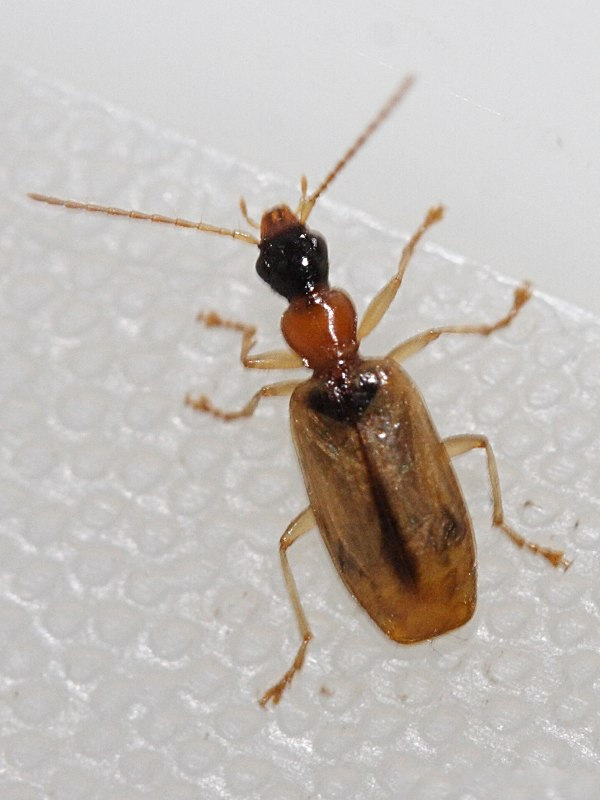 demetrias_atricapillus1md