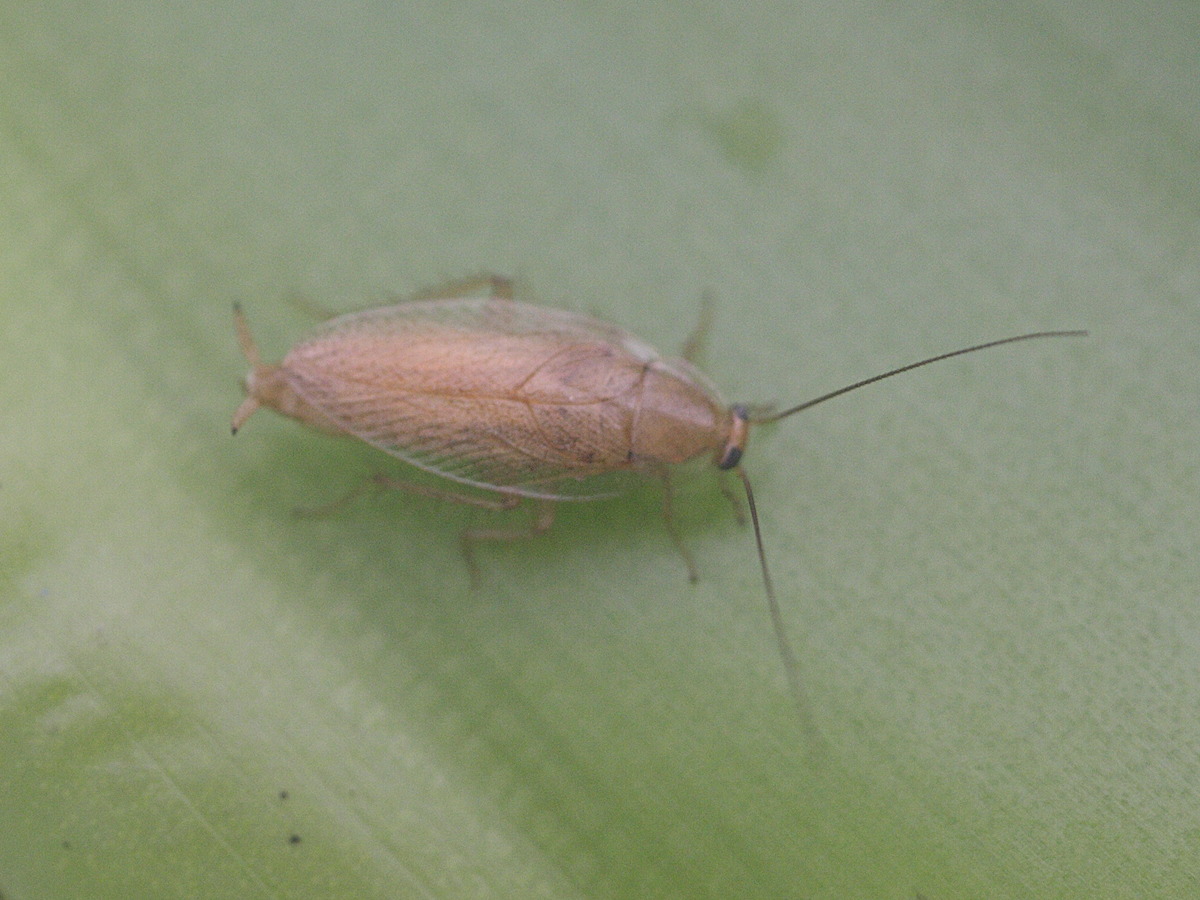 ectobius_pallidus1bd