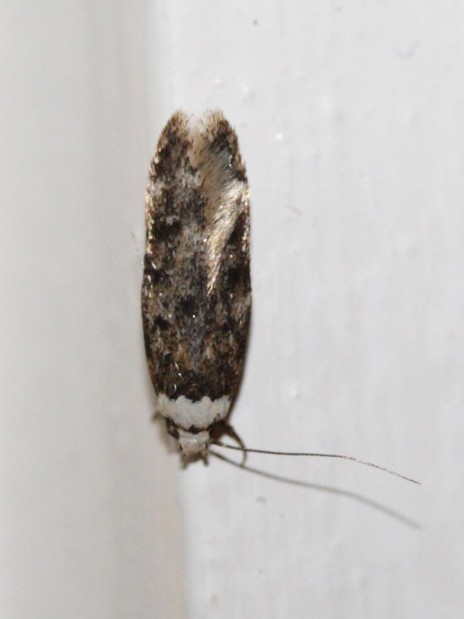 endrosis_sarcitrella2bd