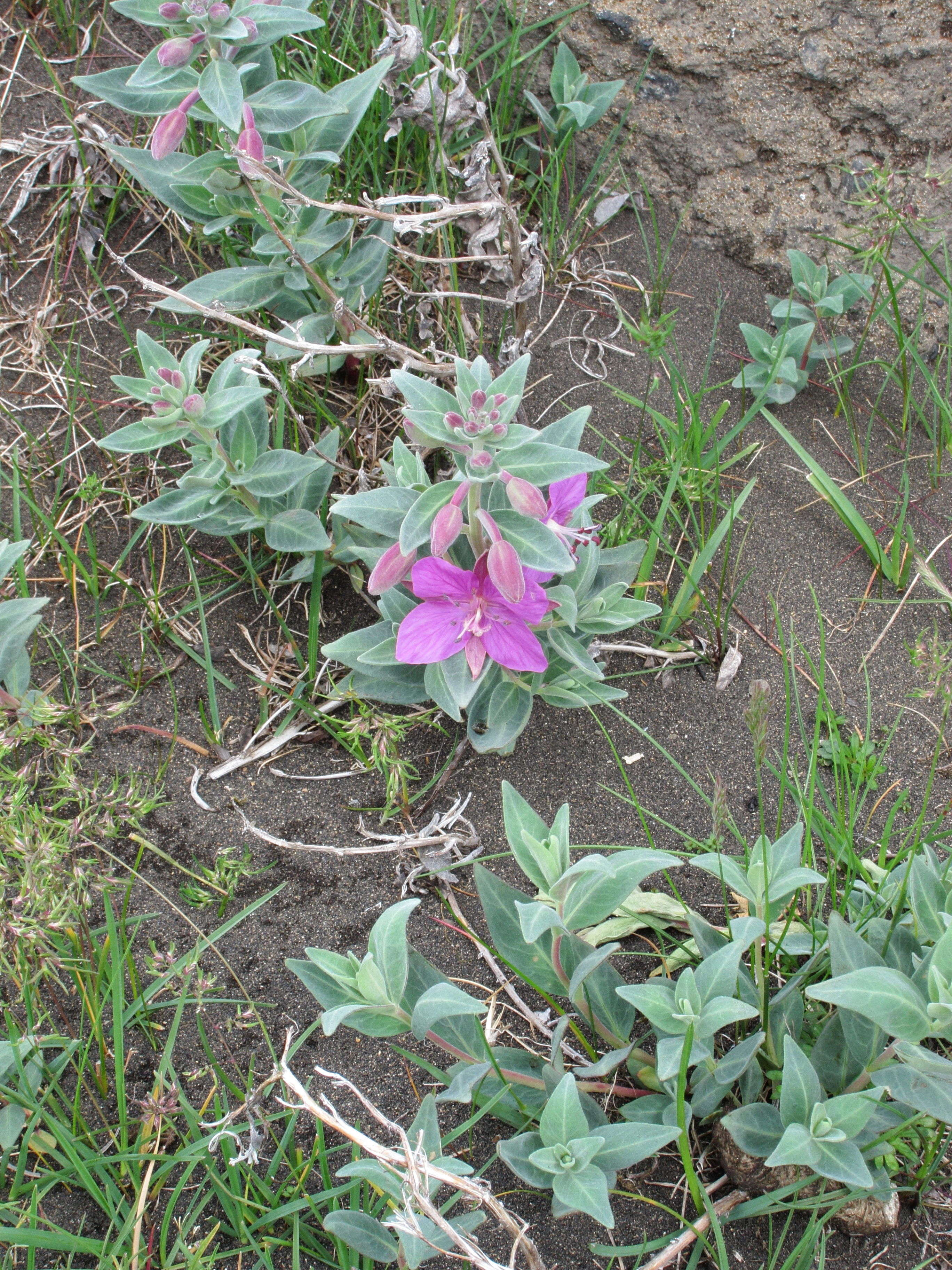 epilobium_latifolium1sd
