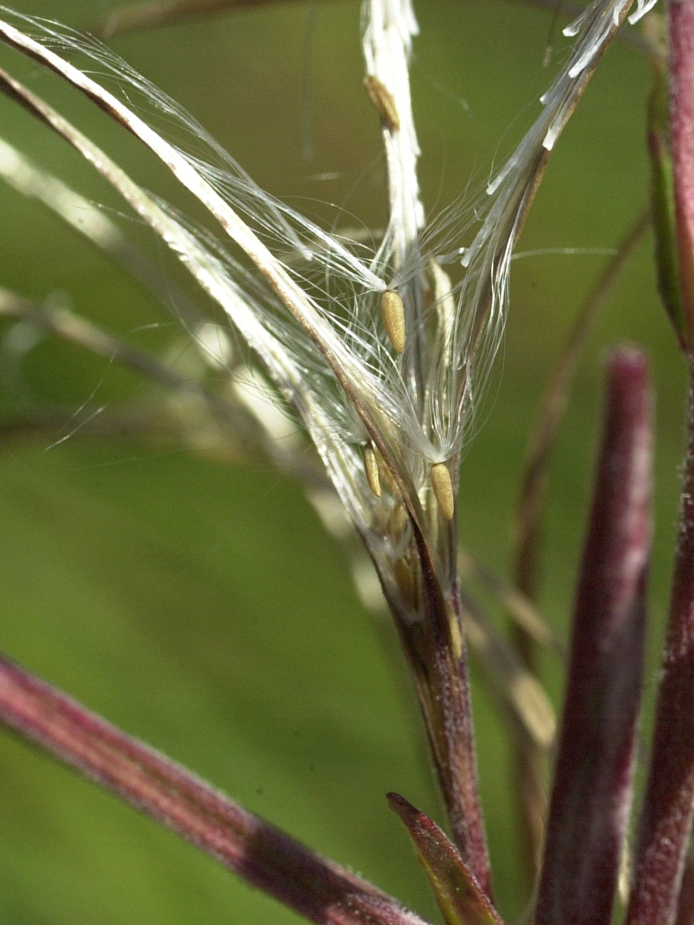 Afficher le média epilobium_palustre3md epilobium_palustre3md
