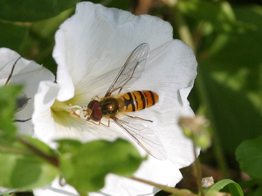 episyrphus_balteatus1bd