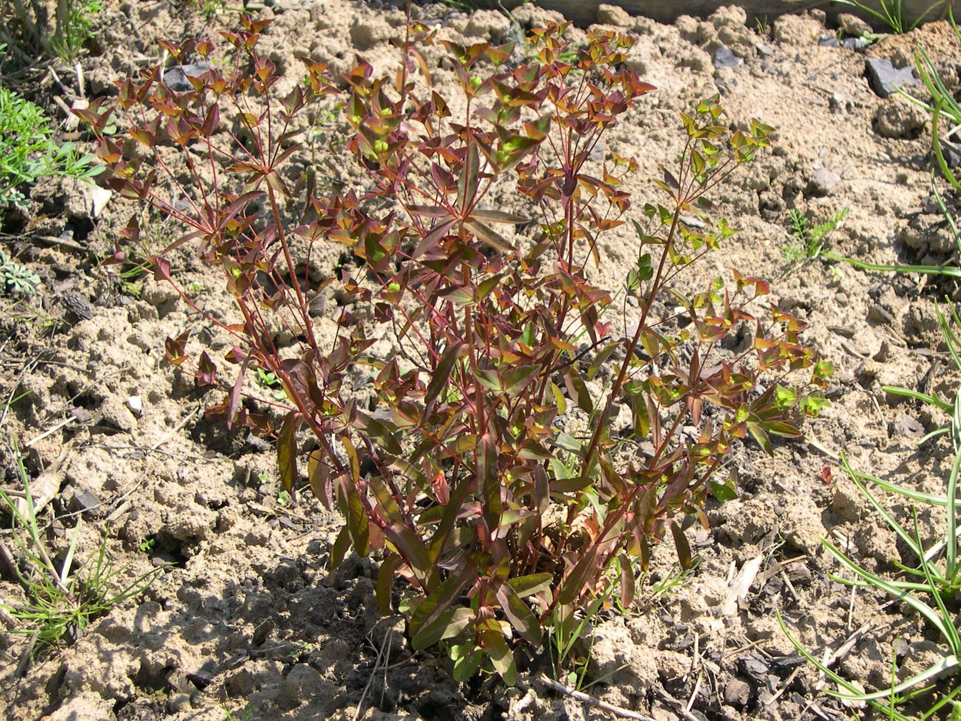 Afficher le média euphorbia_dulcis1md euphorbia_dulcis1md