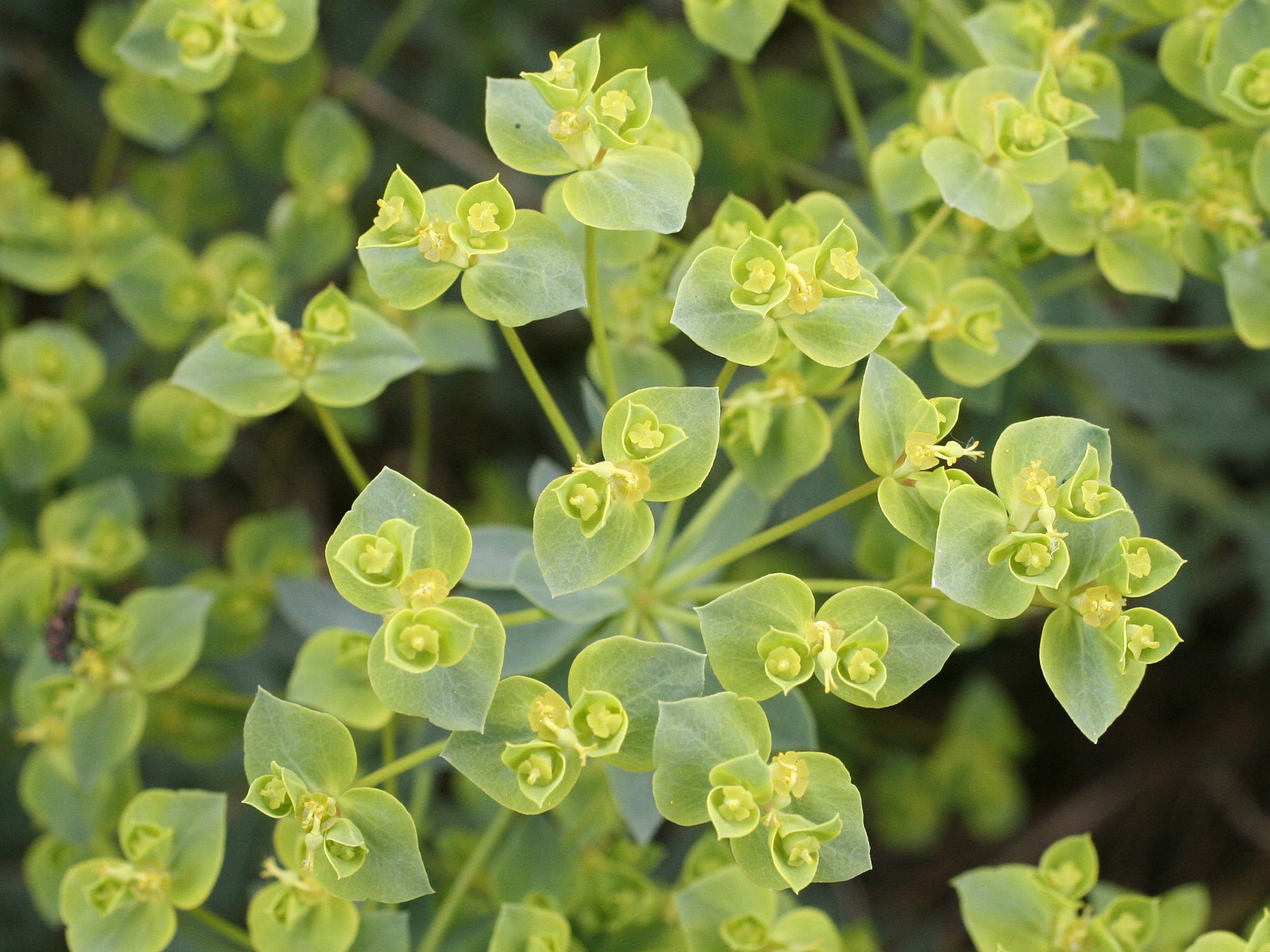 Afficher le média euphorbia_seguieriana_seguieriana4md euphorbia_seguieriana_seguieriana4md