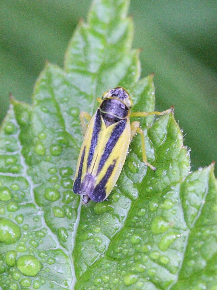 evacanthus_interruptus2md