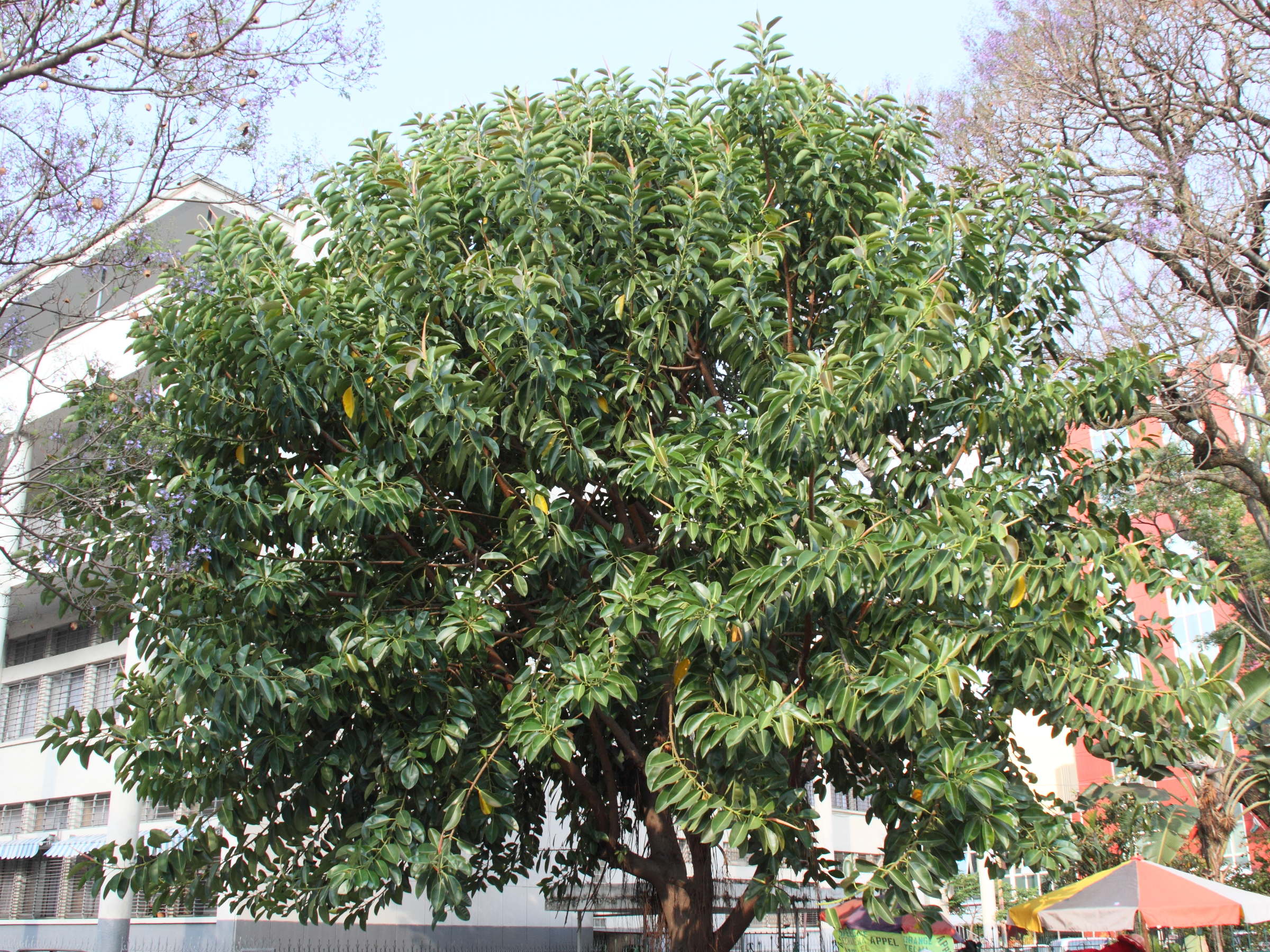 ficus_elastica3md