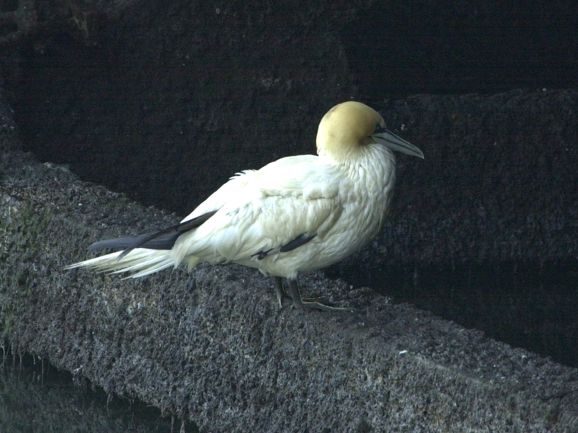 fou_de_bassan_-_morus_bassanus1md