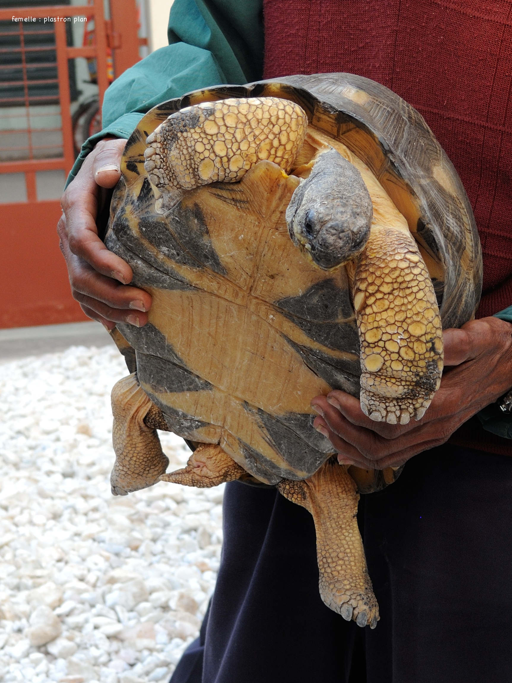 Afficher le média geochelone_radiata7md geochelone_radiata7md