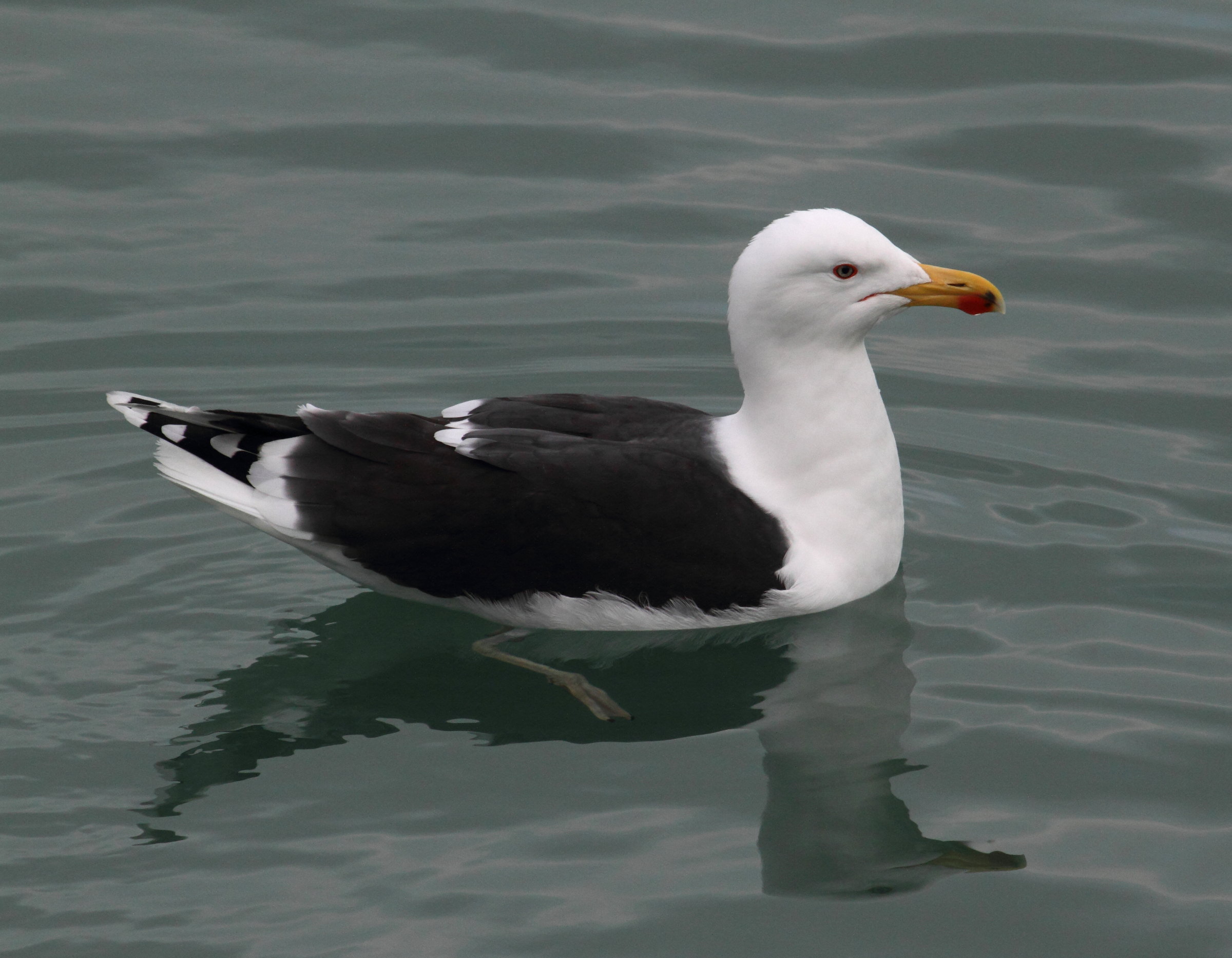 goeland_marin_-_larus_marinus3bd