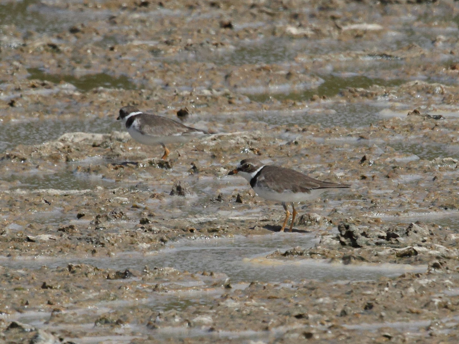 gravelot_semipalme_-_charadrius_semipalmatus1bd
