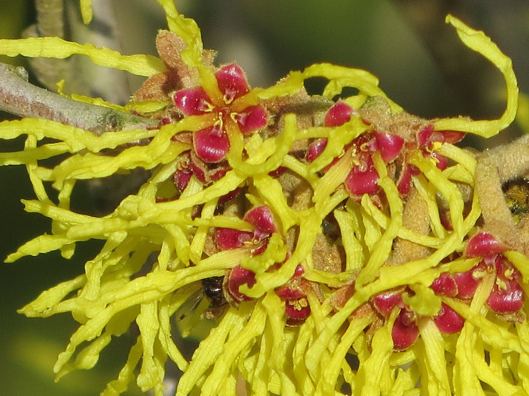 Afficher le média hamamelis_x_intermedia3mv hamamelis_x_intermedia3mv