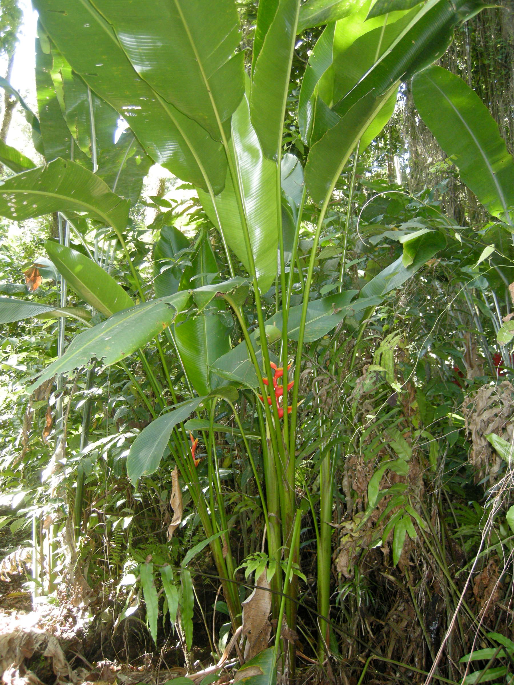 heliconia_bihai1md