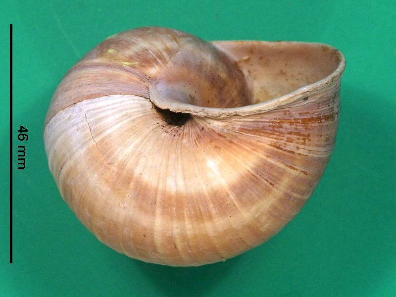 helix_pomatia2bmd