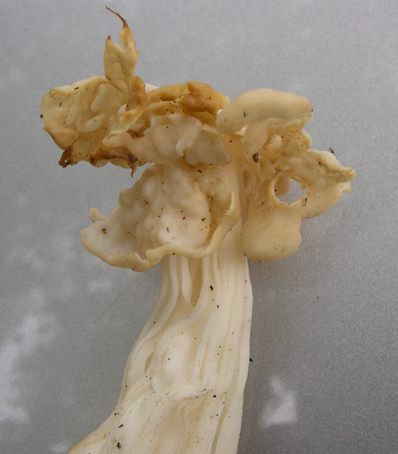 helvella_crispa2md