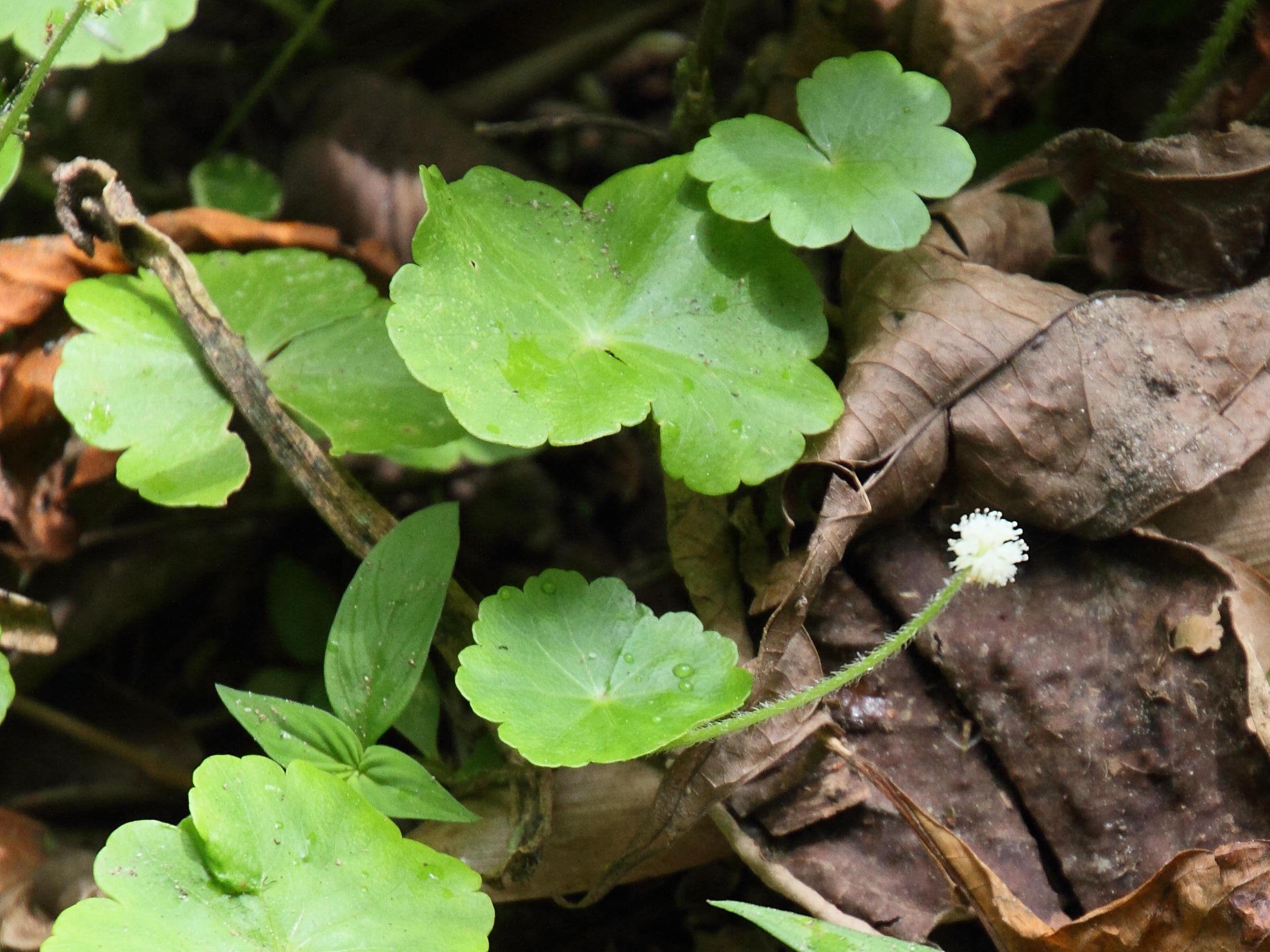 hydrocotyle_leucocephala3md