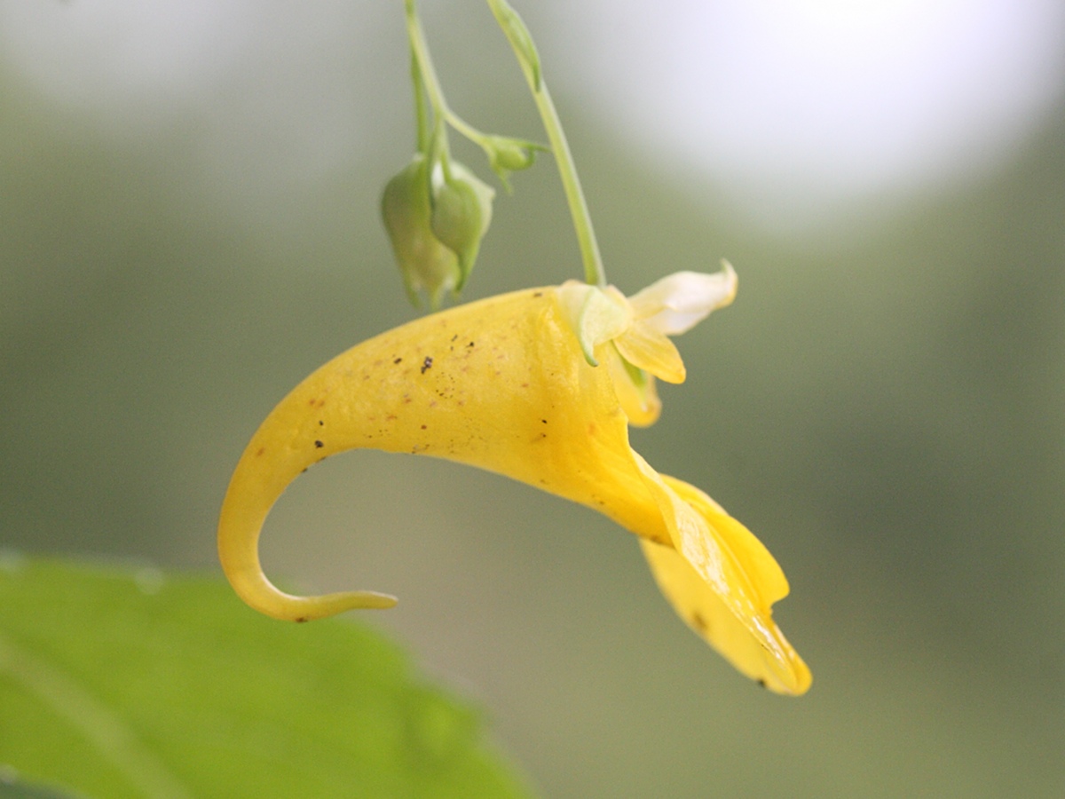 impatiens_noli-tangere3md