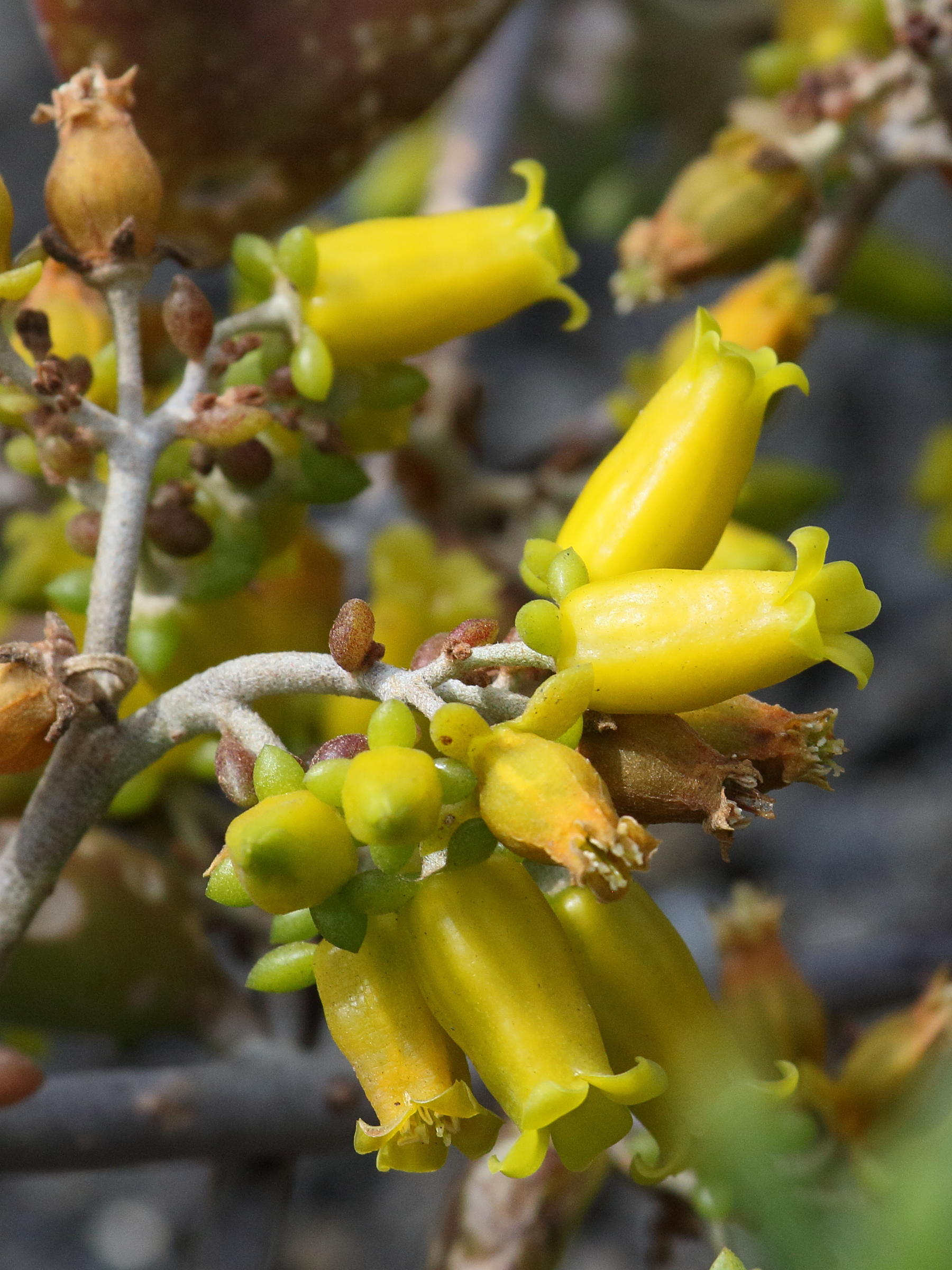 kalanchoe_orgyalis5bd
