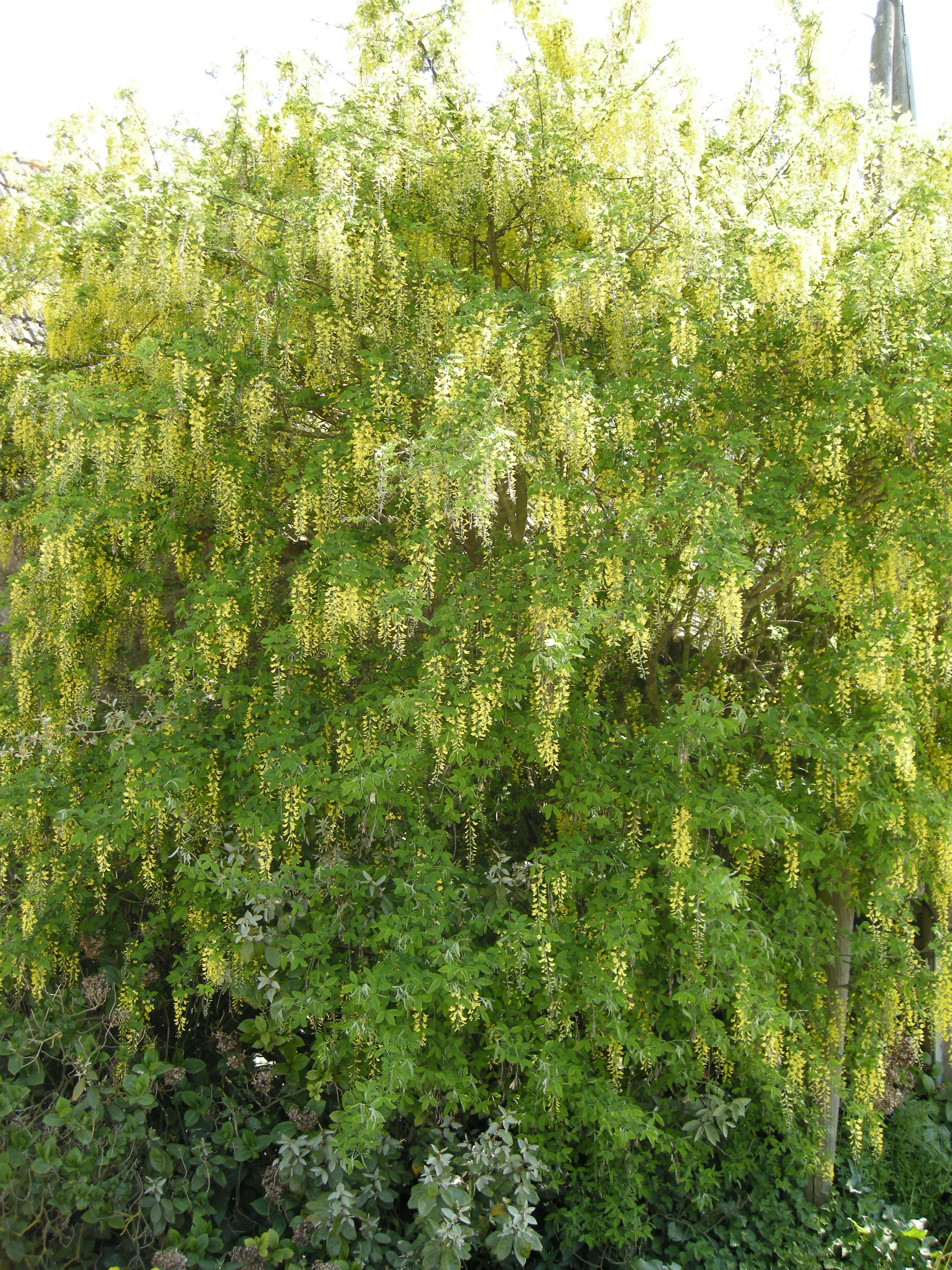 laburnum_anagyroides4md