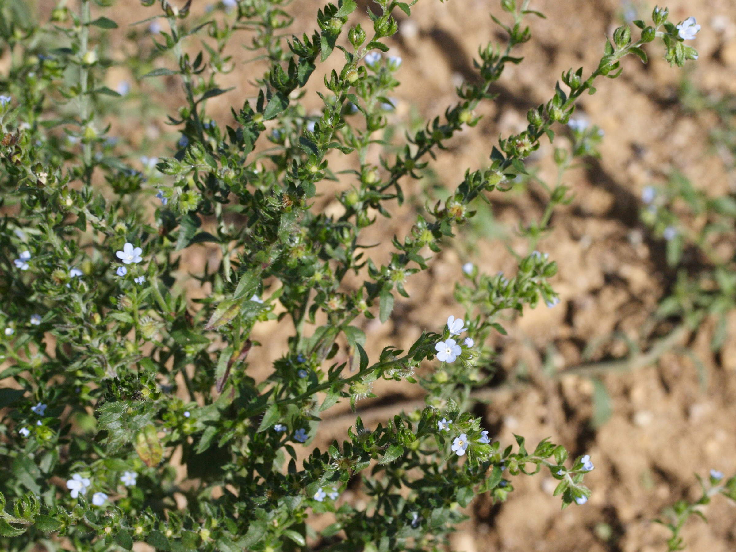 lappula_squarrosa1md