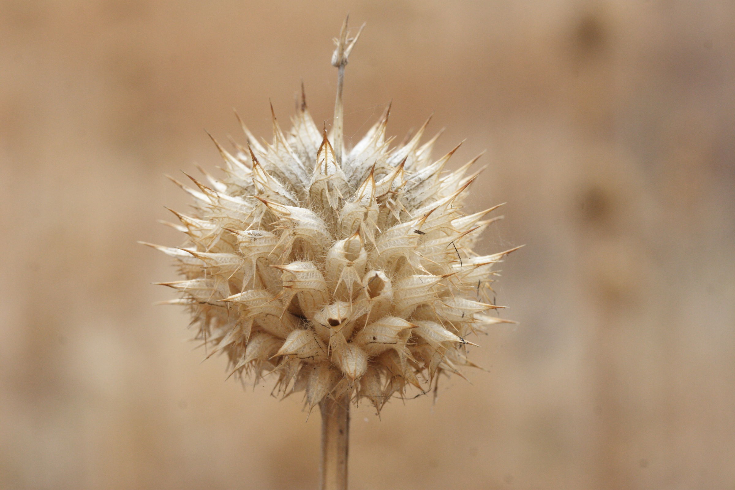 leonotis_nepetifolia2md
